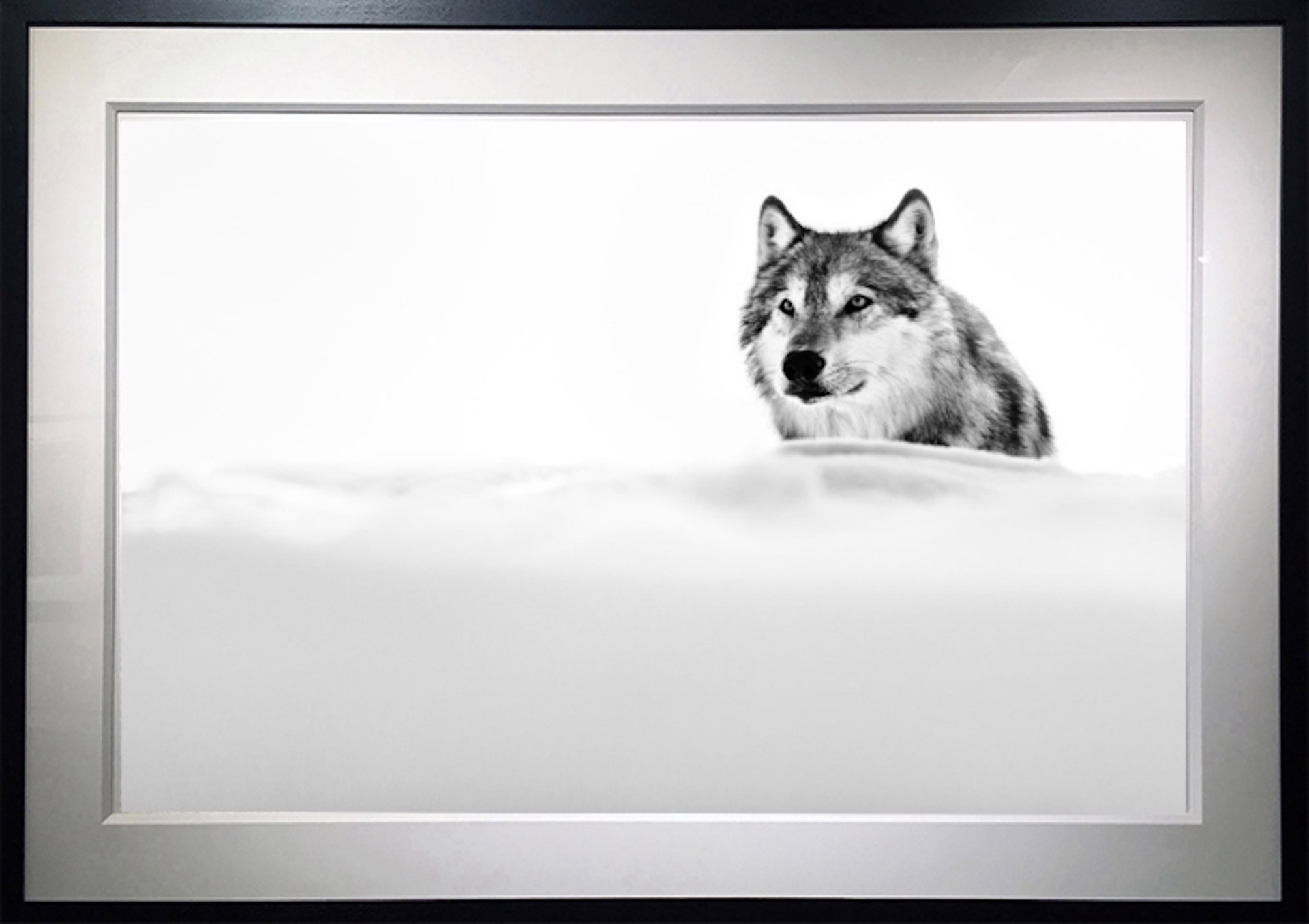The Focused Wolf by David Yarrow