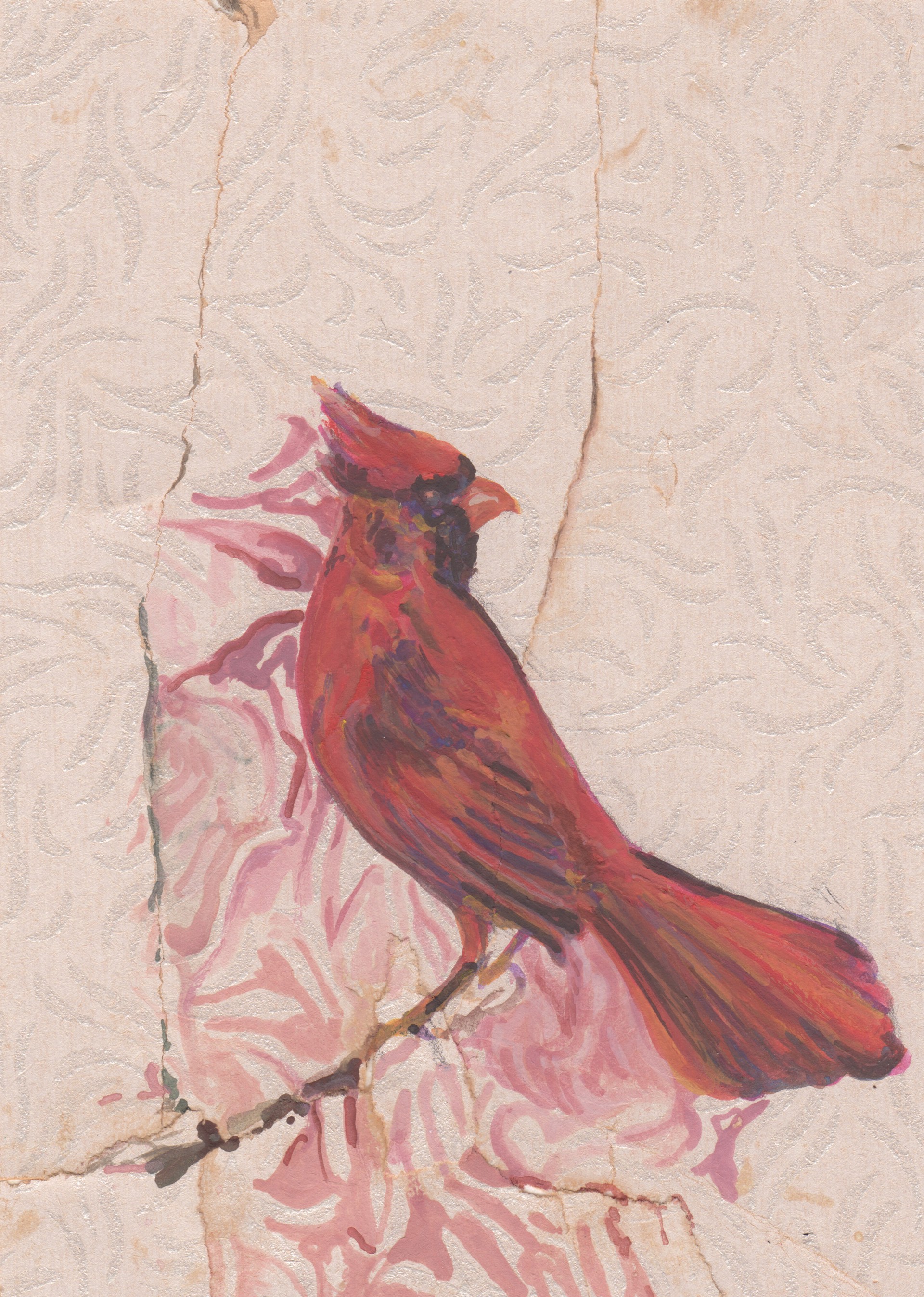 Cardinal, male–Richmondena cardinalis by Barbara Fedeler