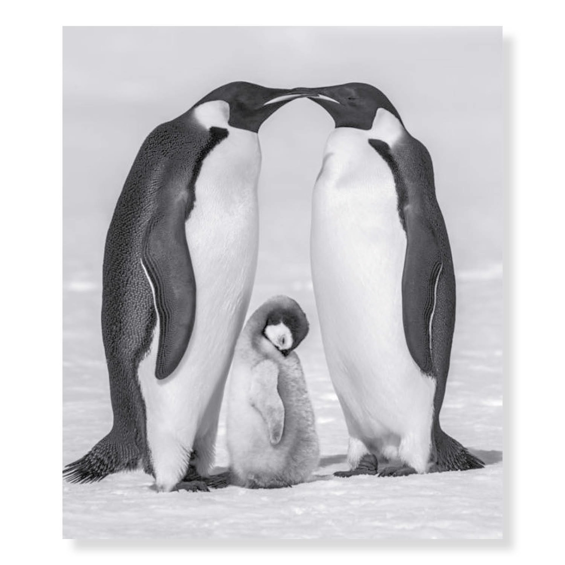 Contentment II by David Yarrow