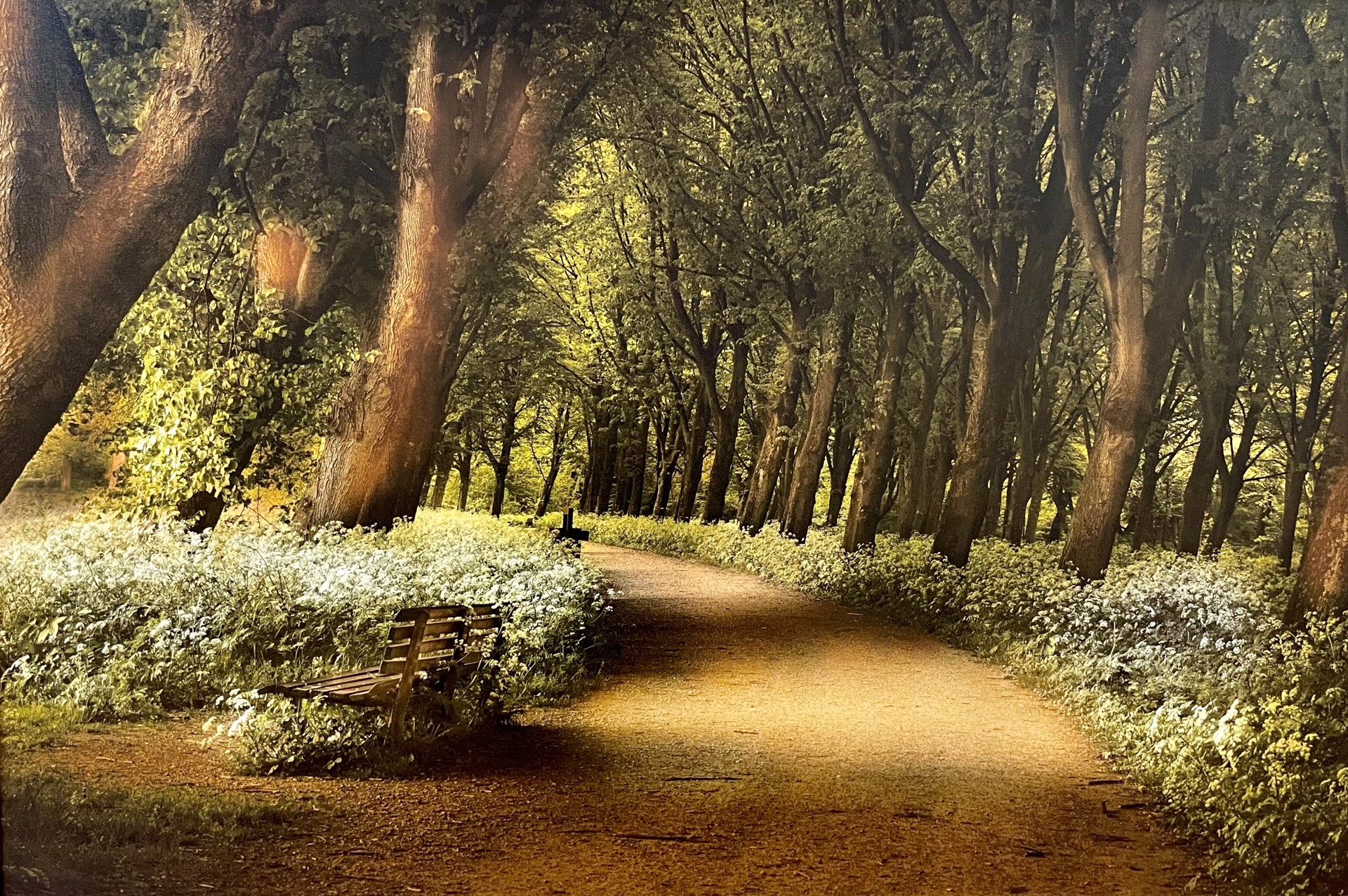 Holland path by Alan Gardner