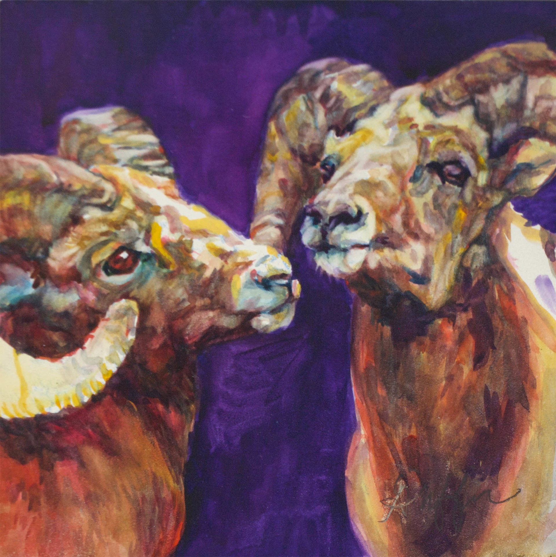 Original Watercolor Painting Featuring Two Heads Of Big Horn Sheep Over Purple Background