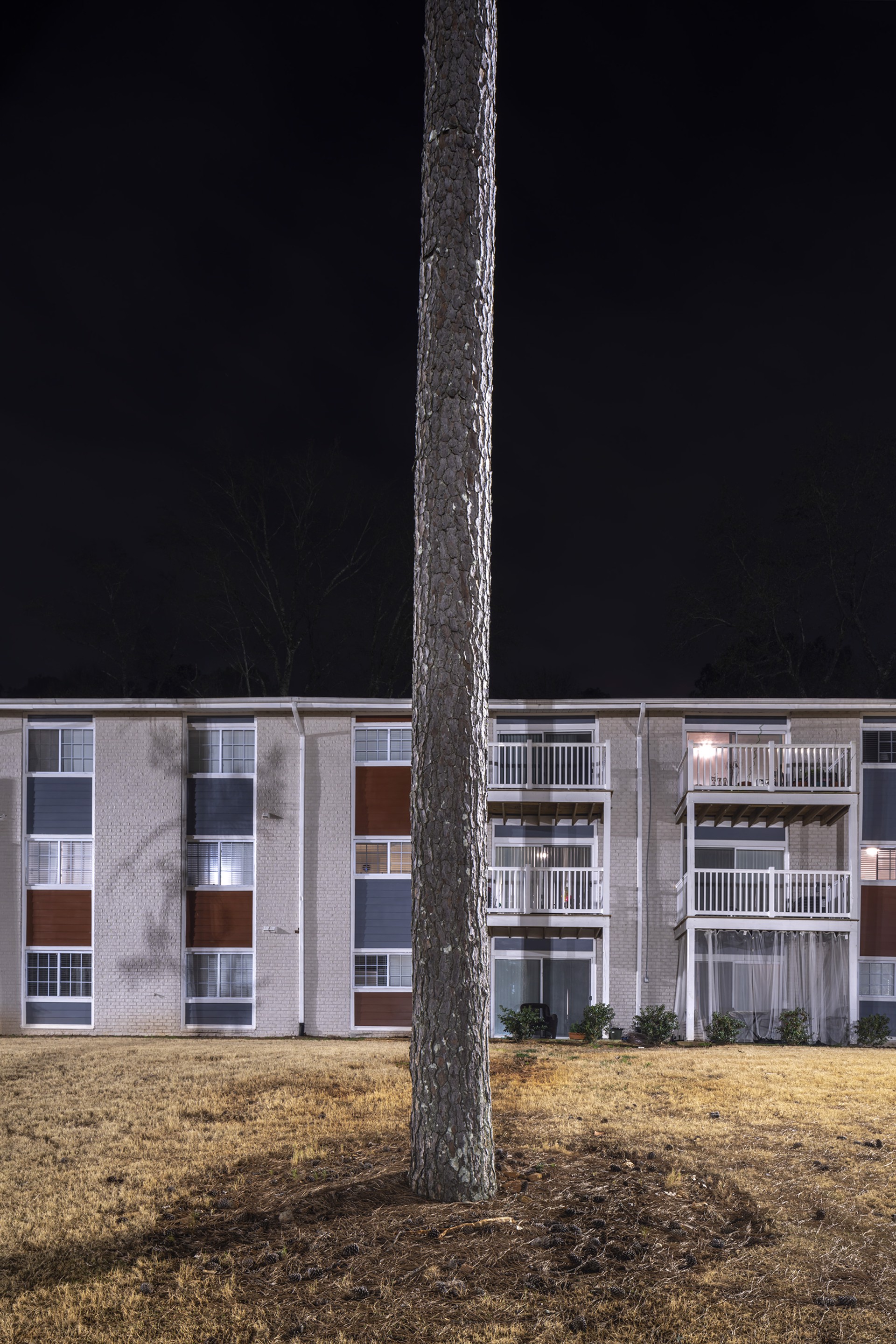 Loblolly Pine #3, Decatur, GA #2 by Peter Essick