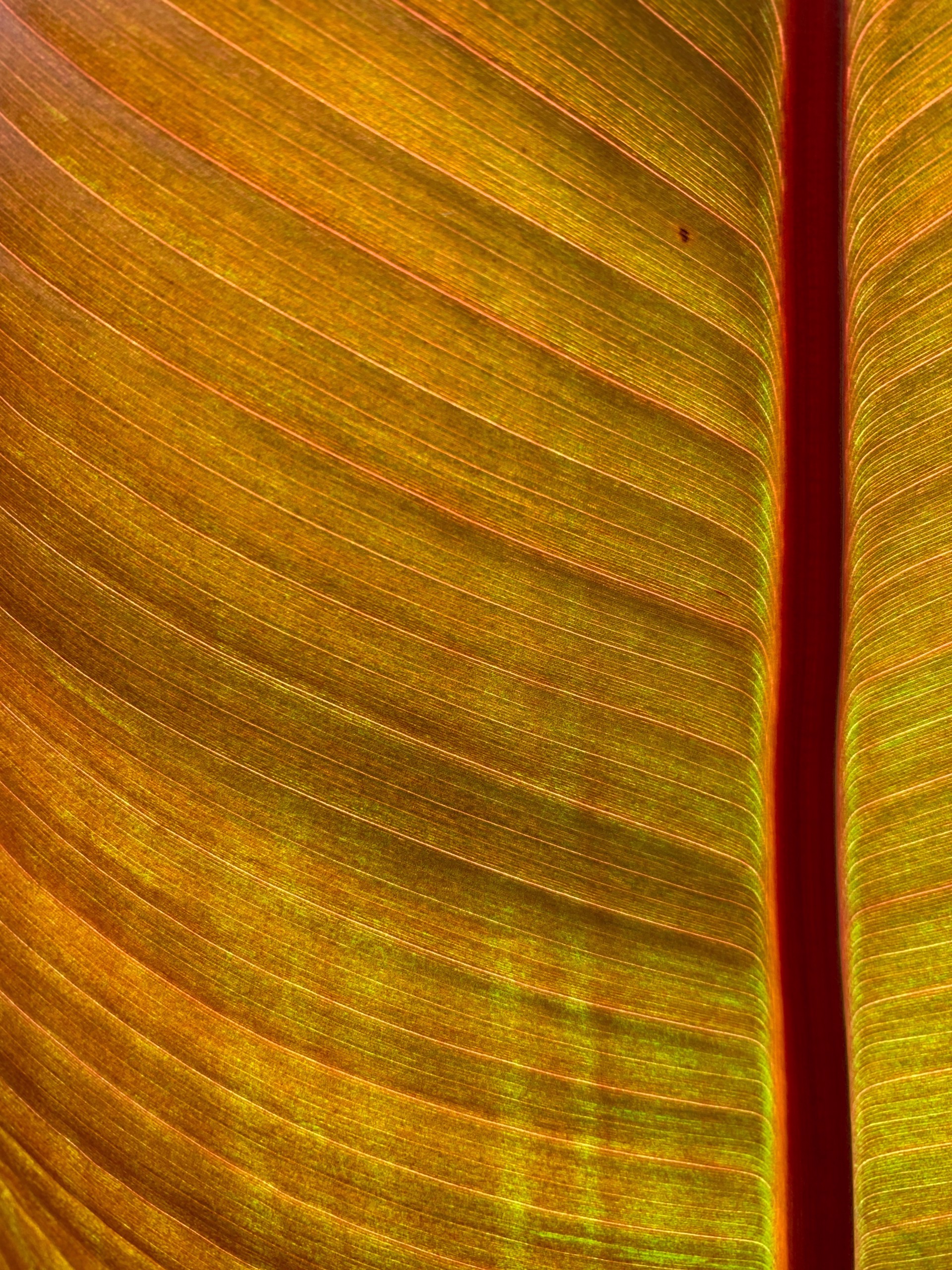 Abyssinian Banana 2 (Ensete Ventricosum) by Amy Kaslow