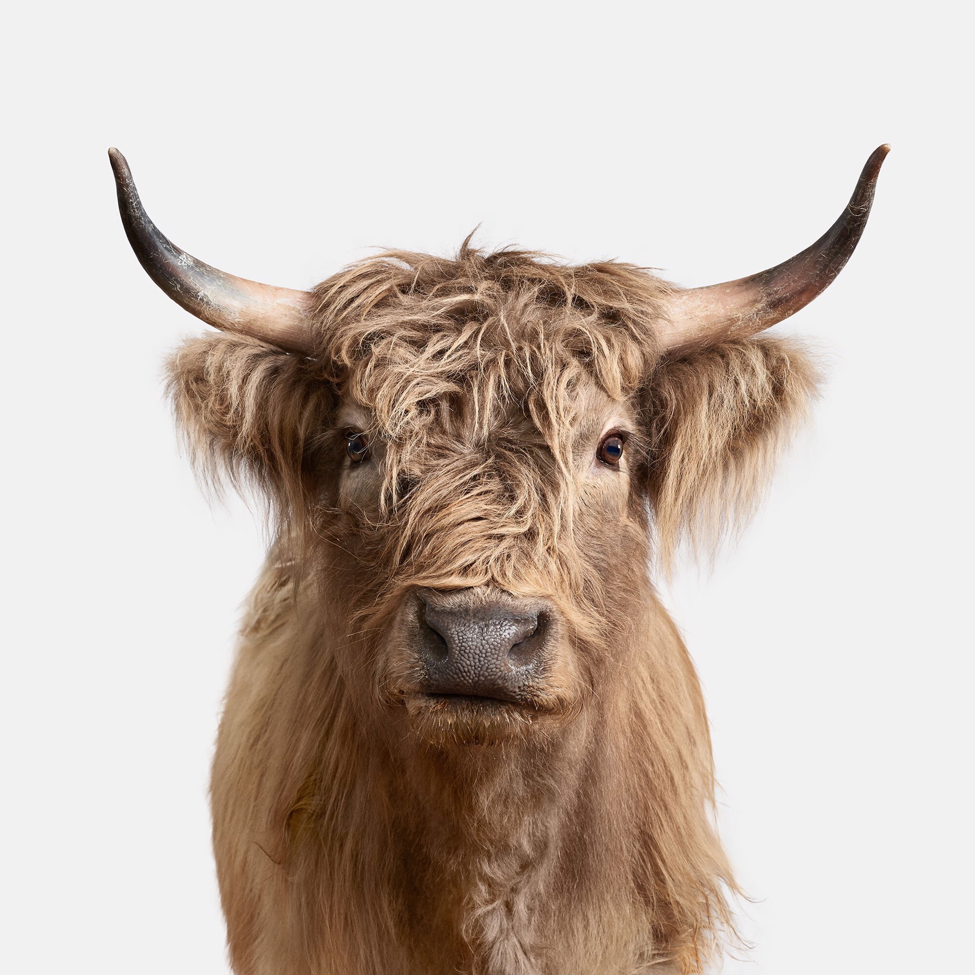 Highland Cow No. 2 by Randal Ford