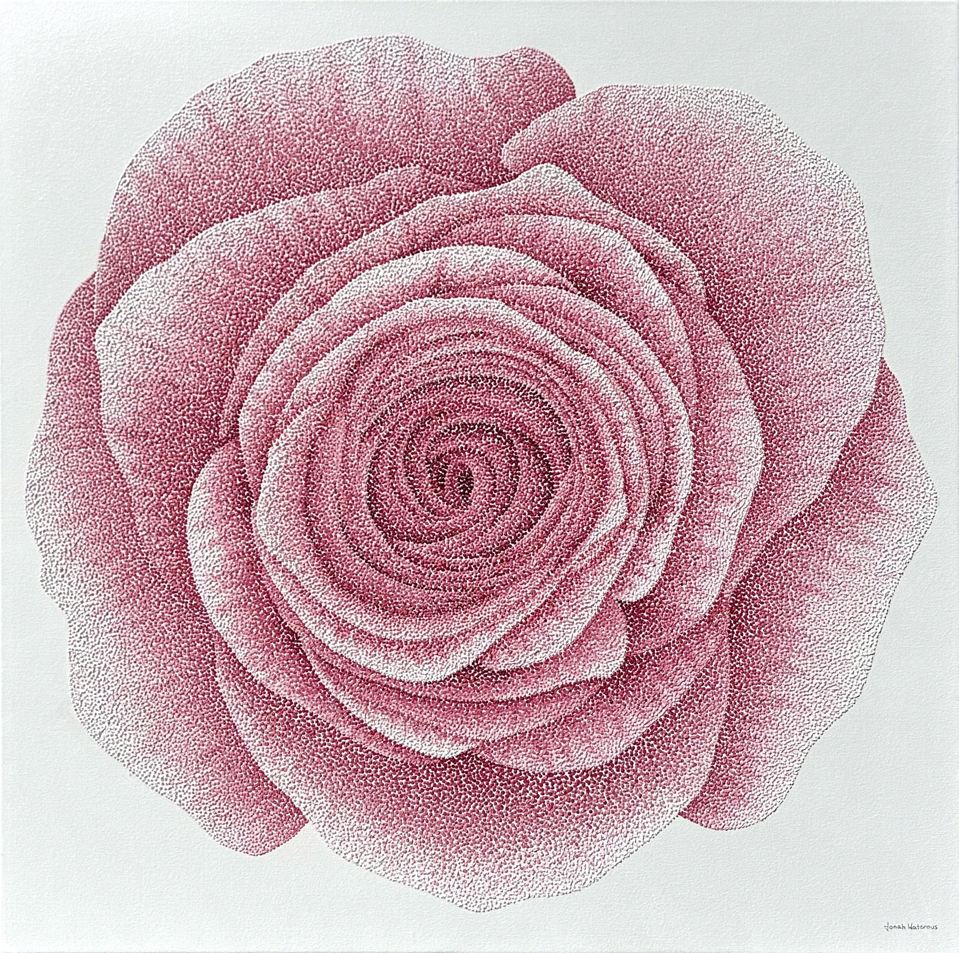 Rose by Jonah Waterous