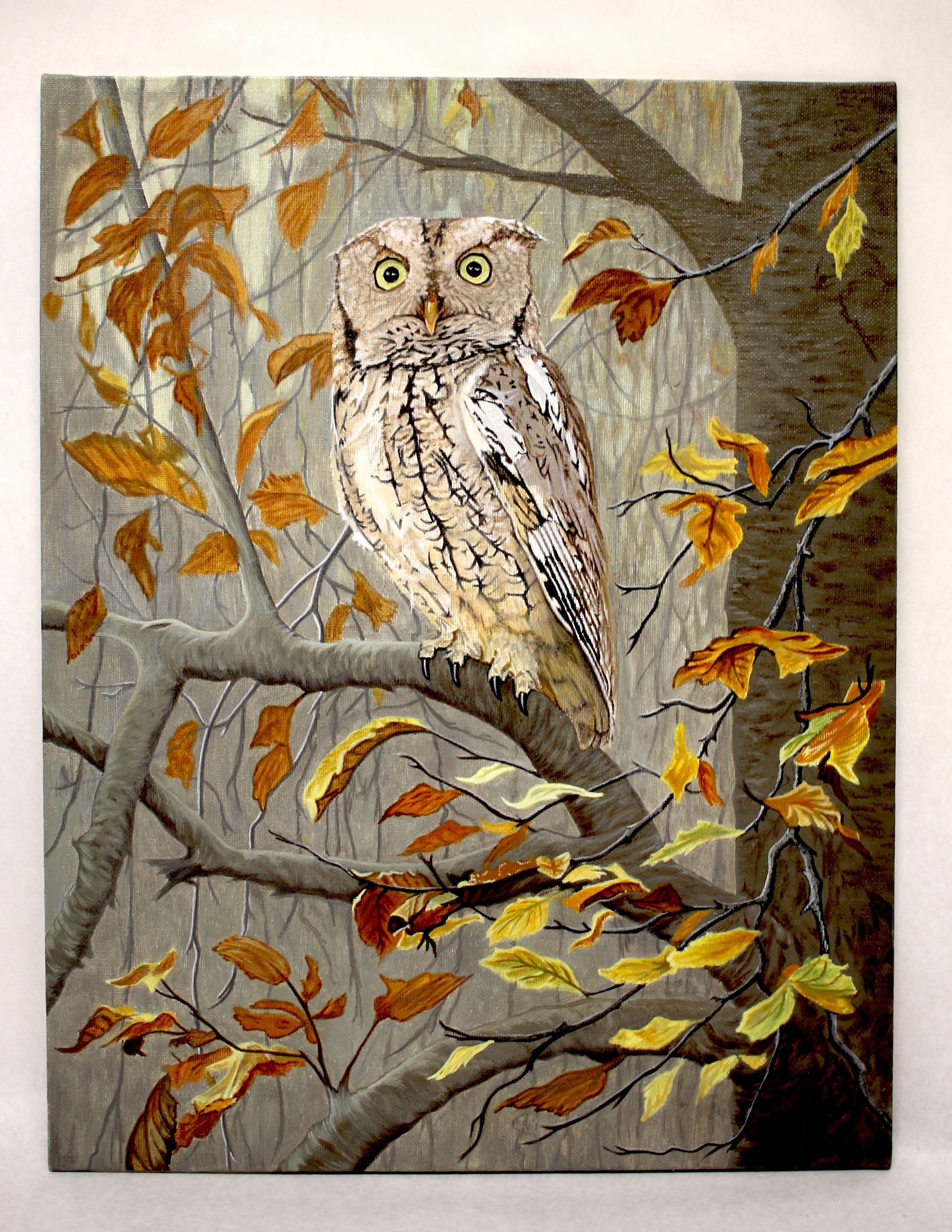 Screech Owl by David Thompson