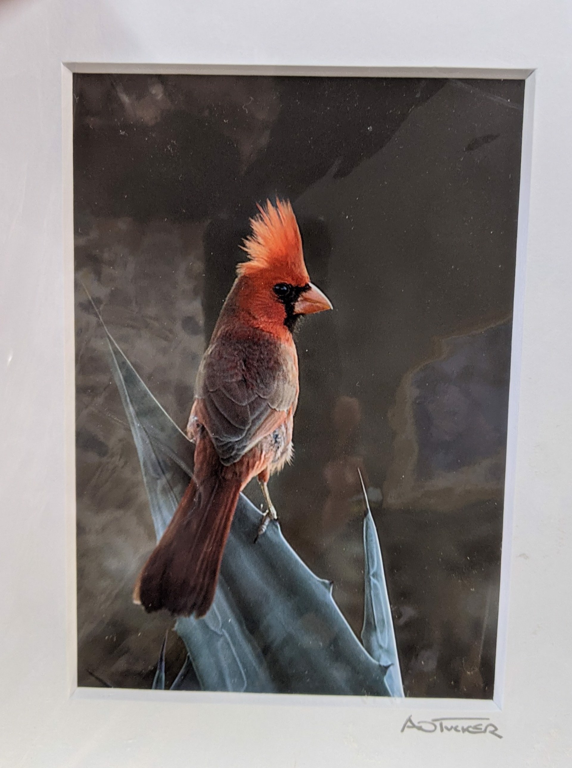 Cardinal Crest Aglow by Archie Tucker