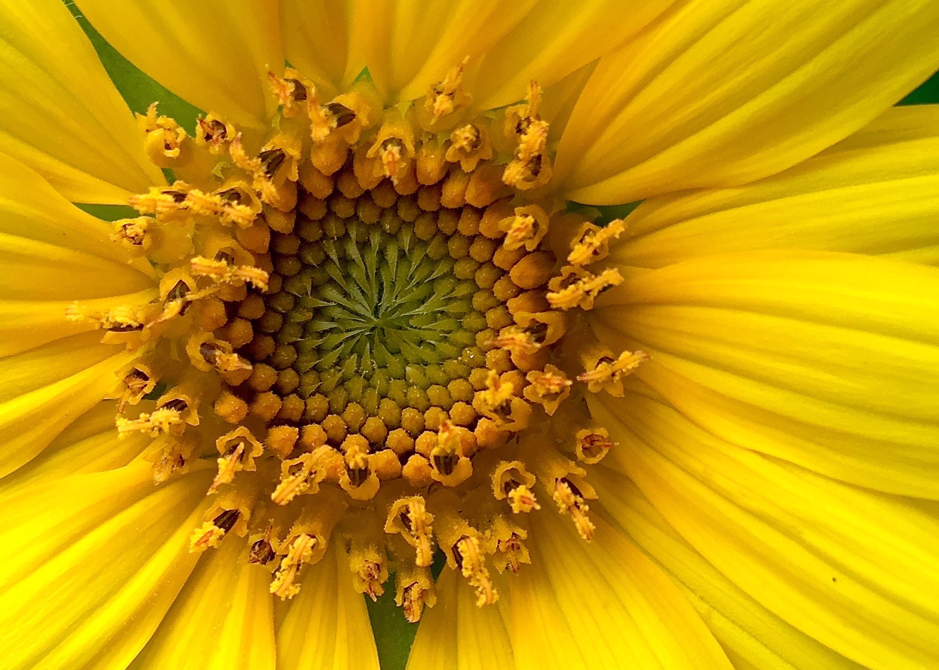 Sunflower by Amy Kaslow