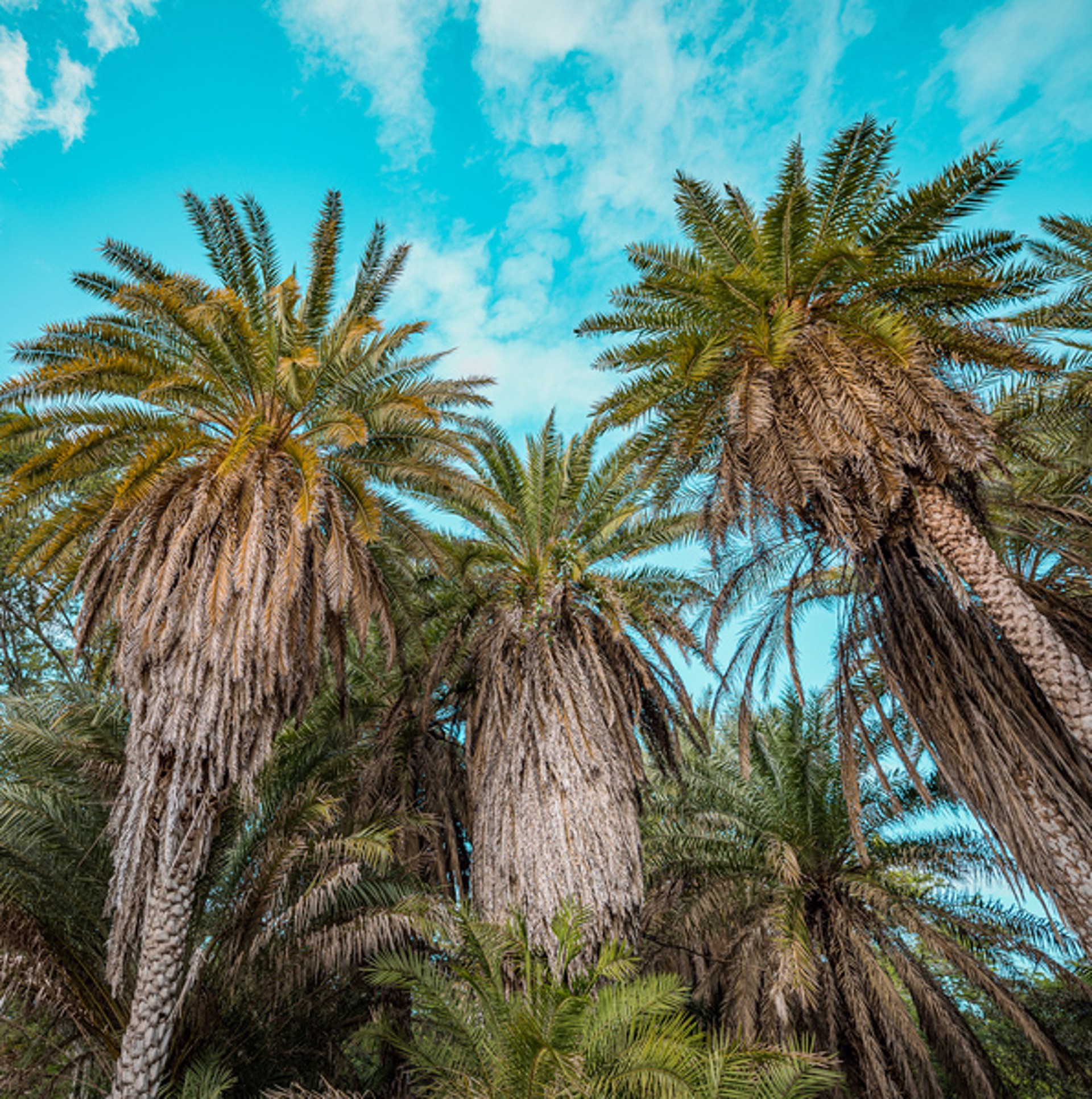 Aqua Palms by Danny Hale