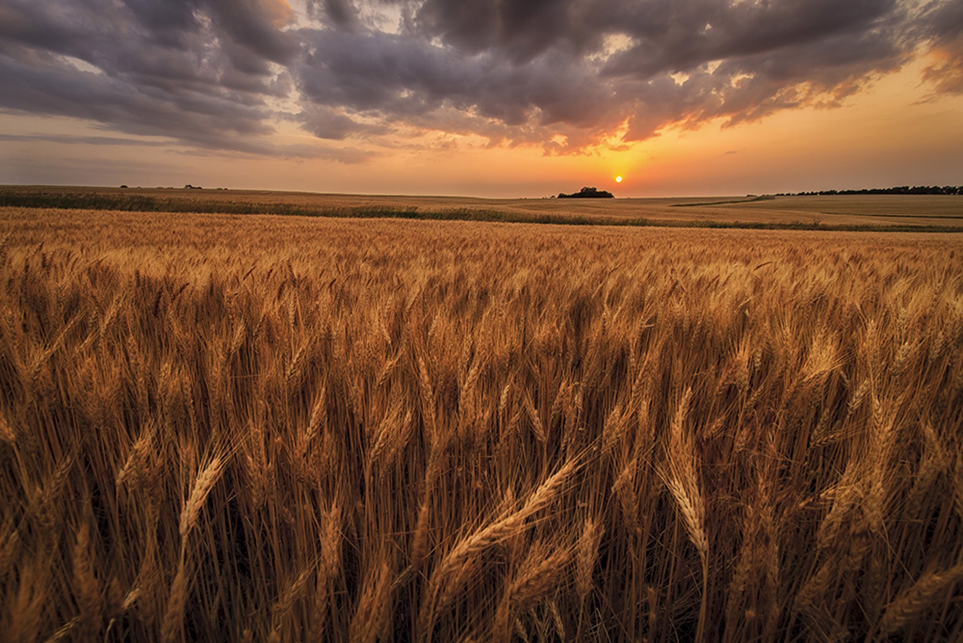 Wheat Field by Scott Bean