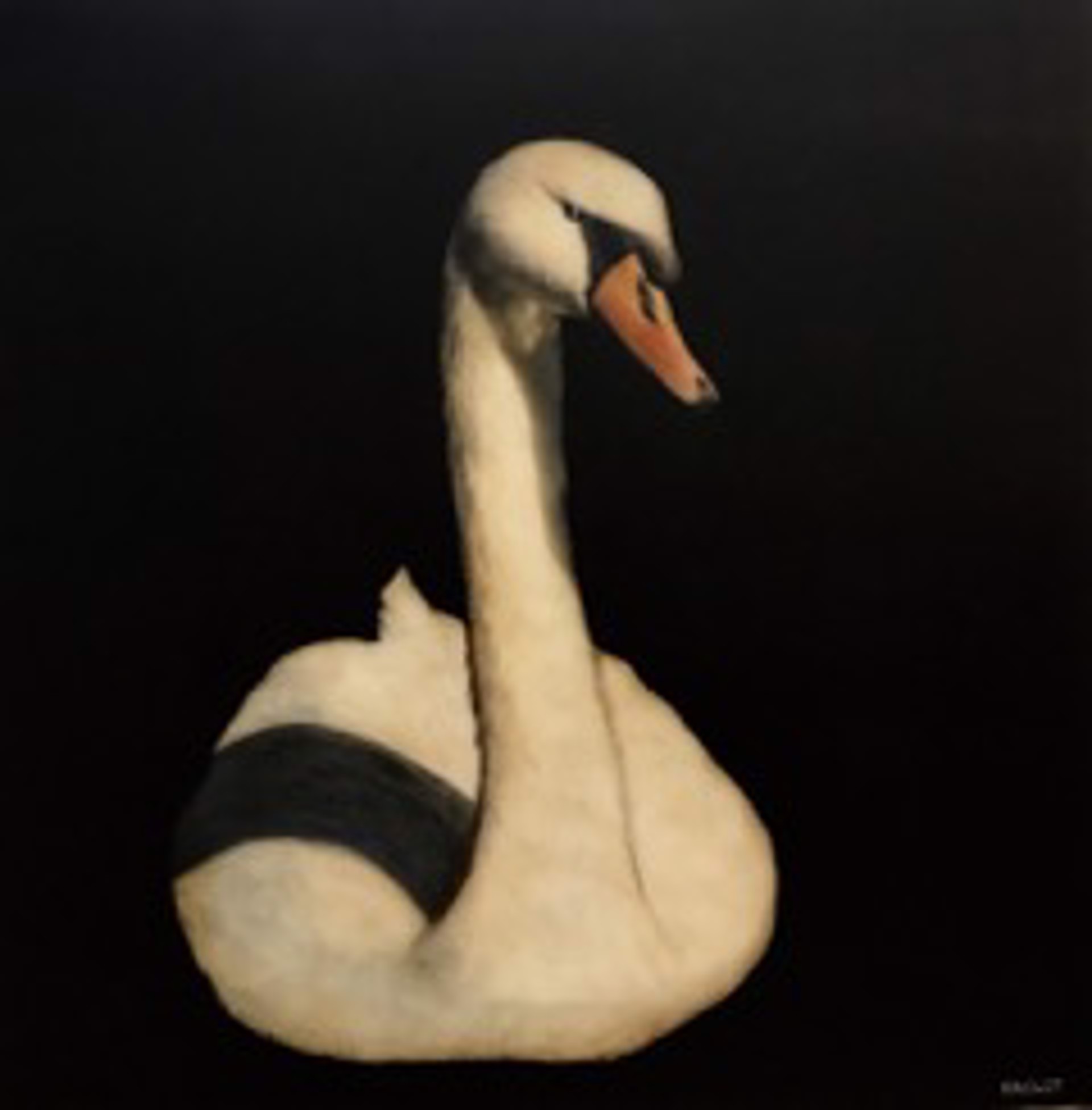 Swan Song by Dawne Raulet