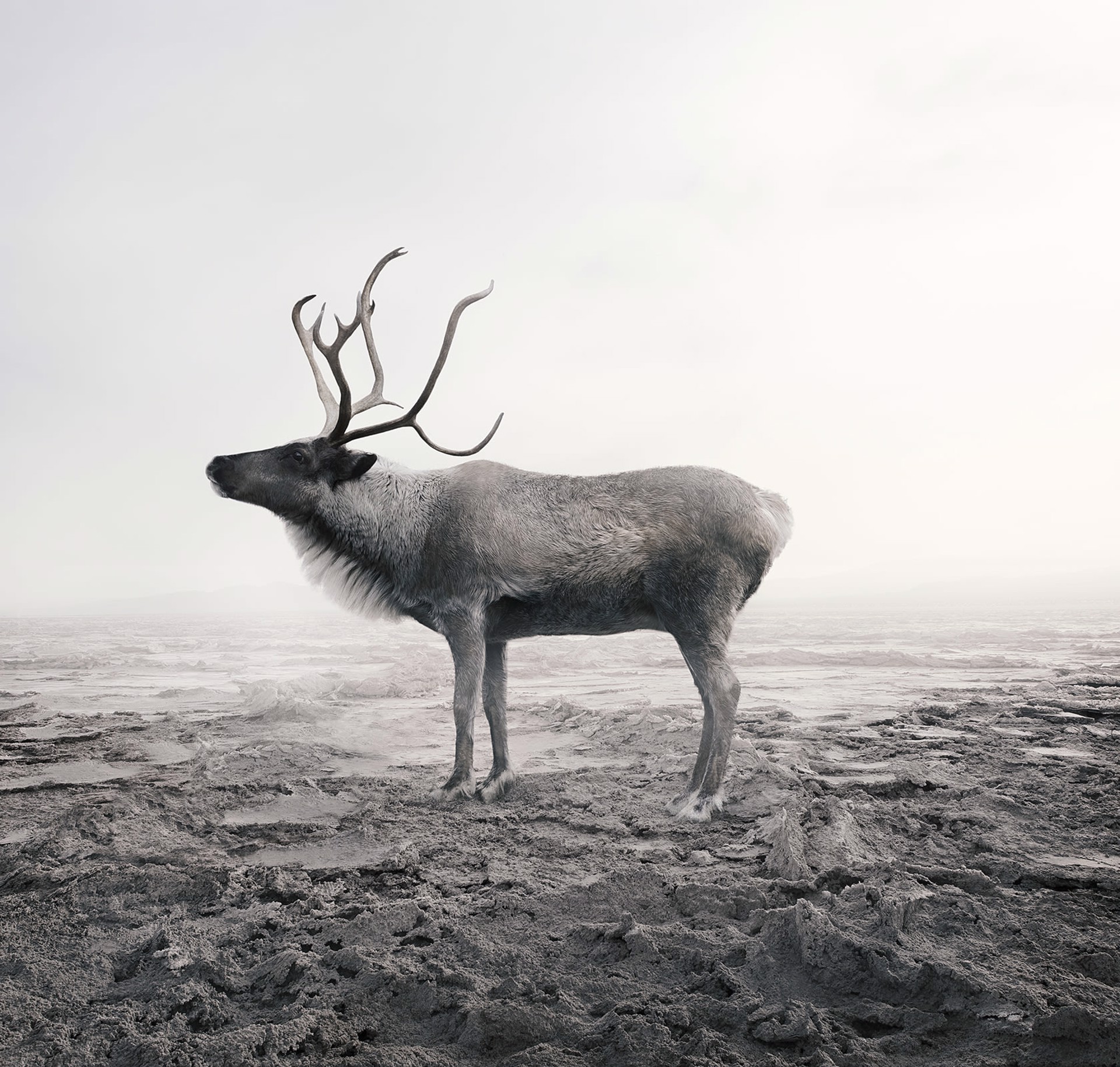 Calm Caribou by Alice Zilberberg