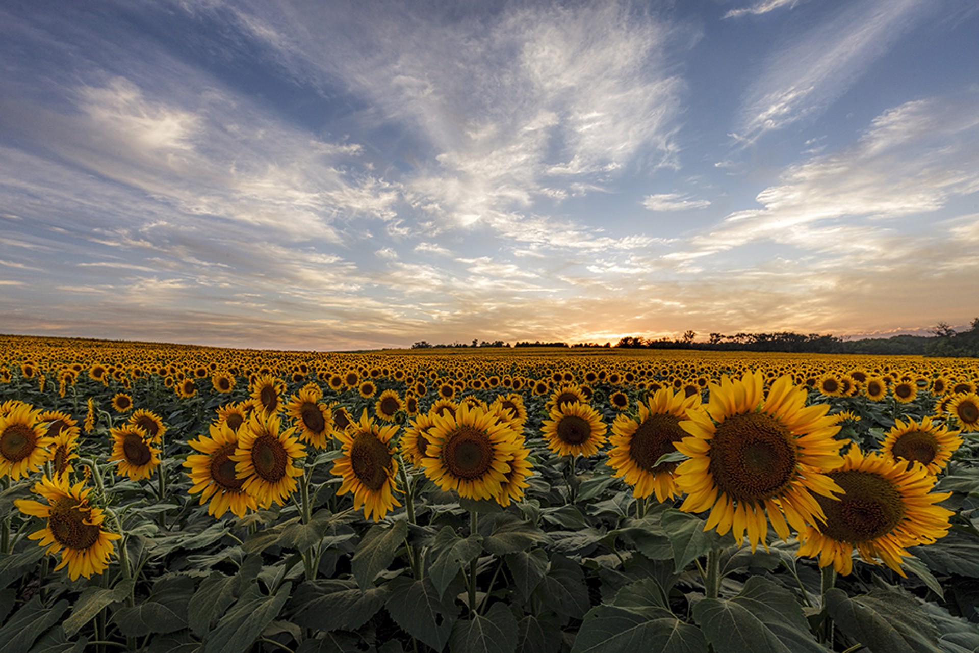 Sunflower Field by Scott Bean
