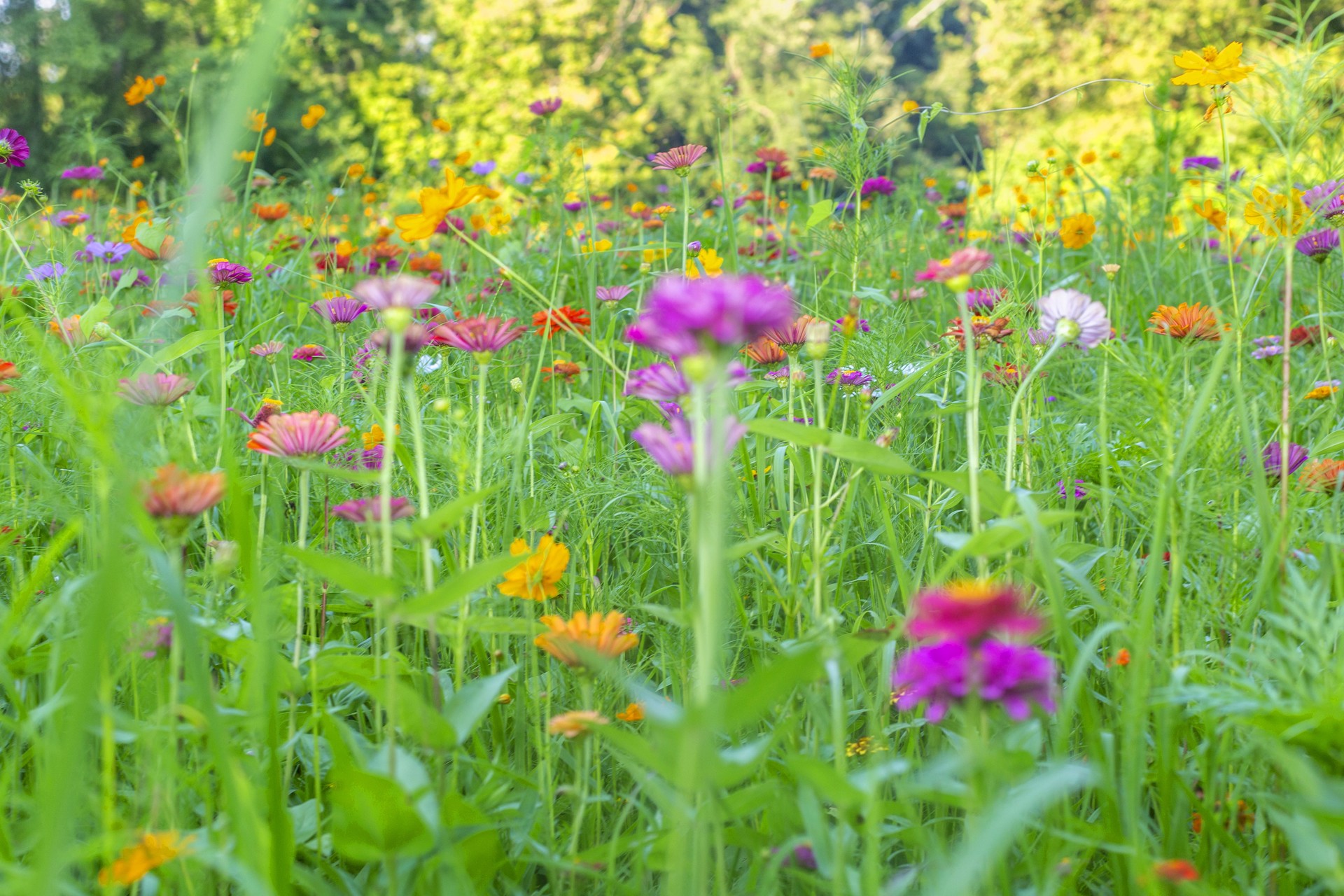 Summer Pasture by Thad Lee