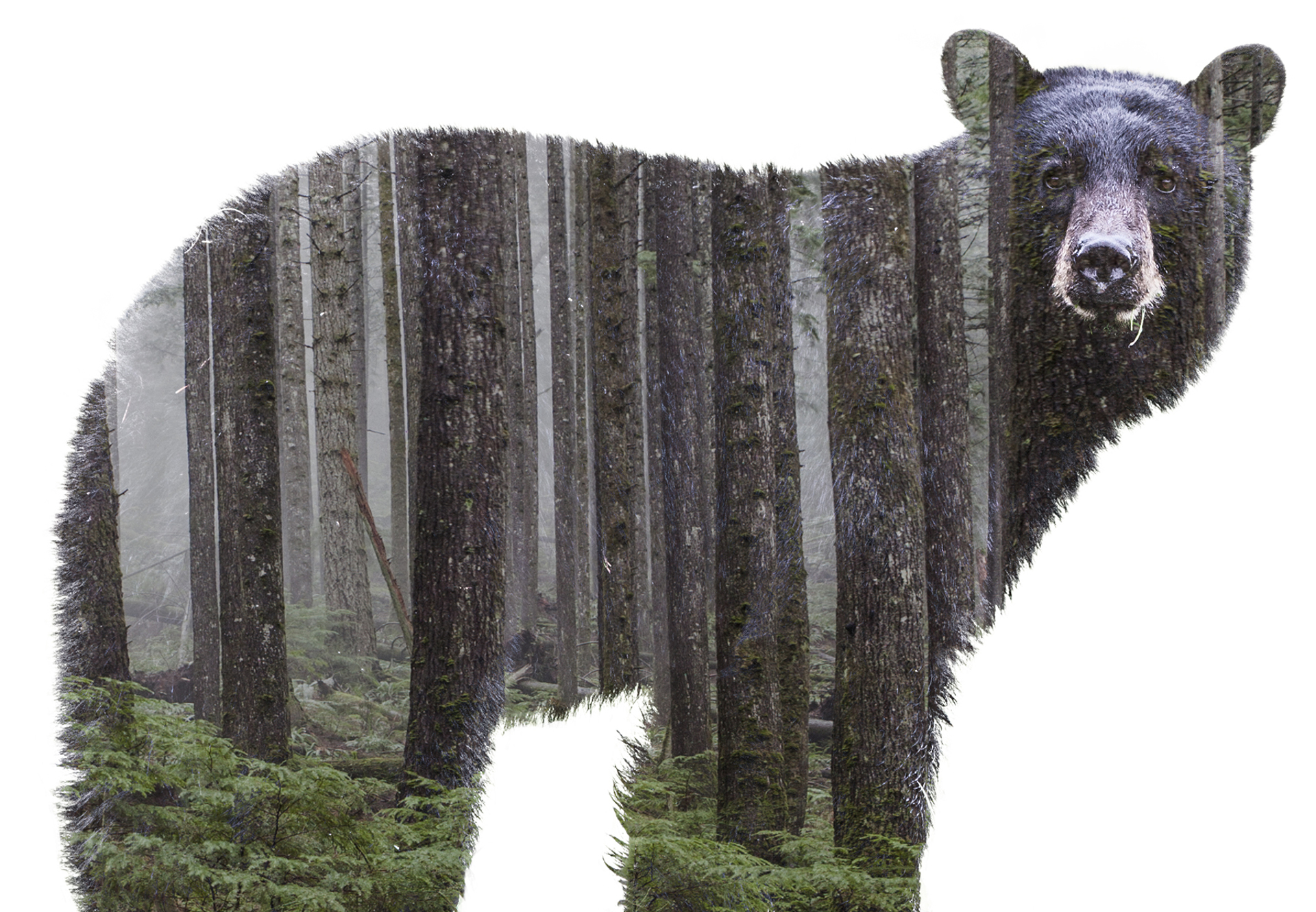 Fauna Bear by Desirée Patterson