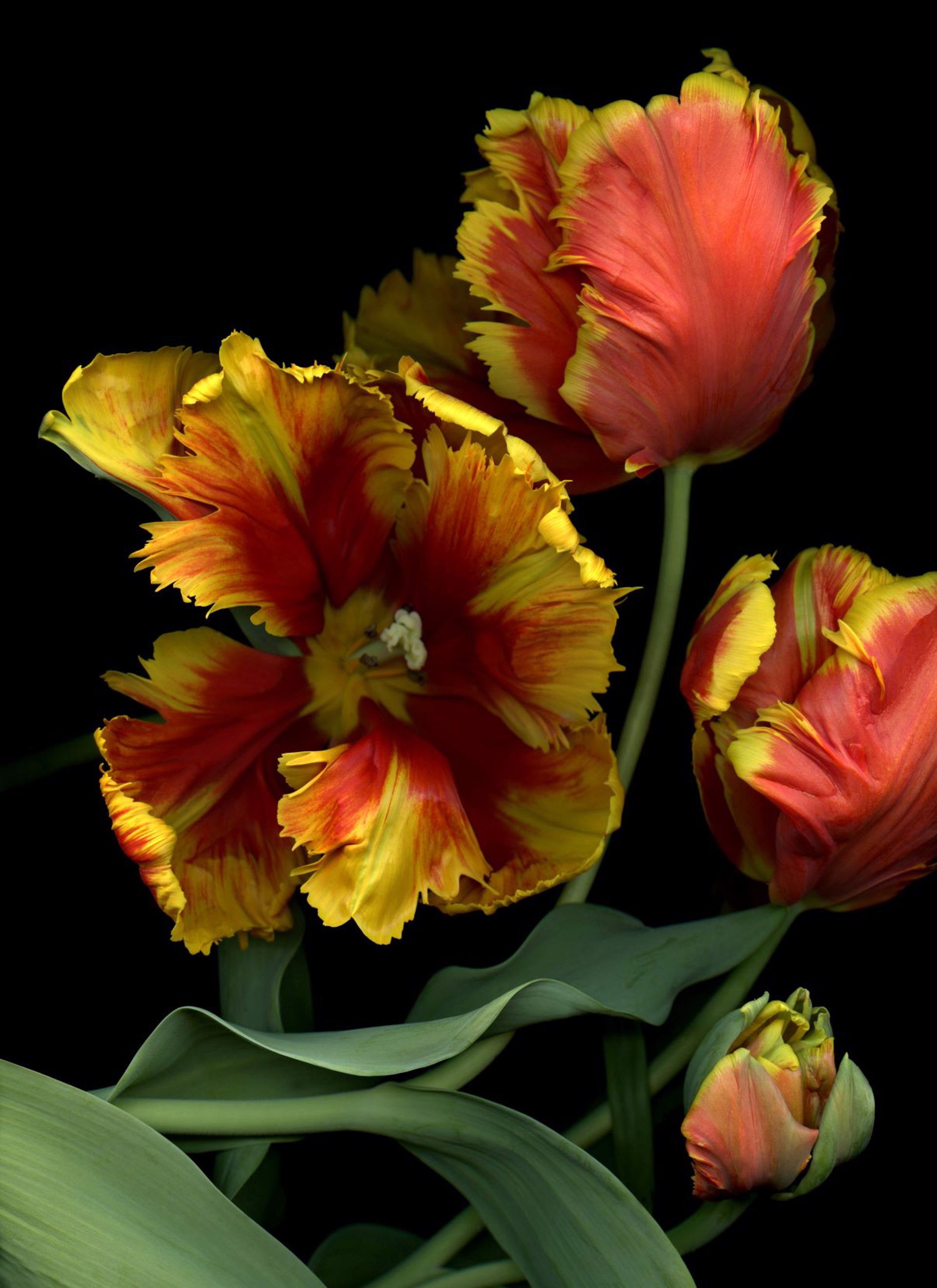 Tulips (Large format) by Laurie Tennent