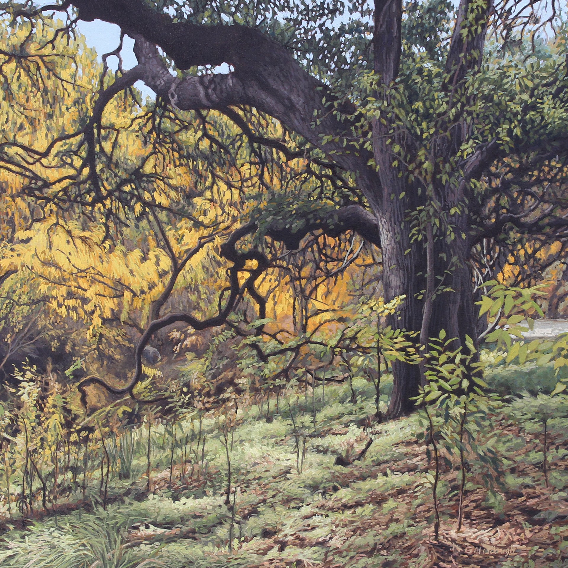 Oak Tree, Stacy Park by Garrett Middaugh