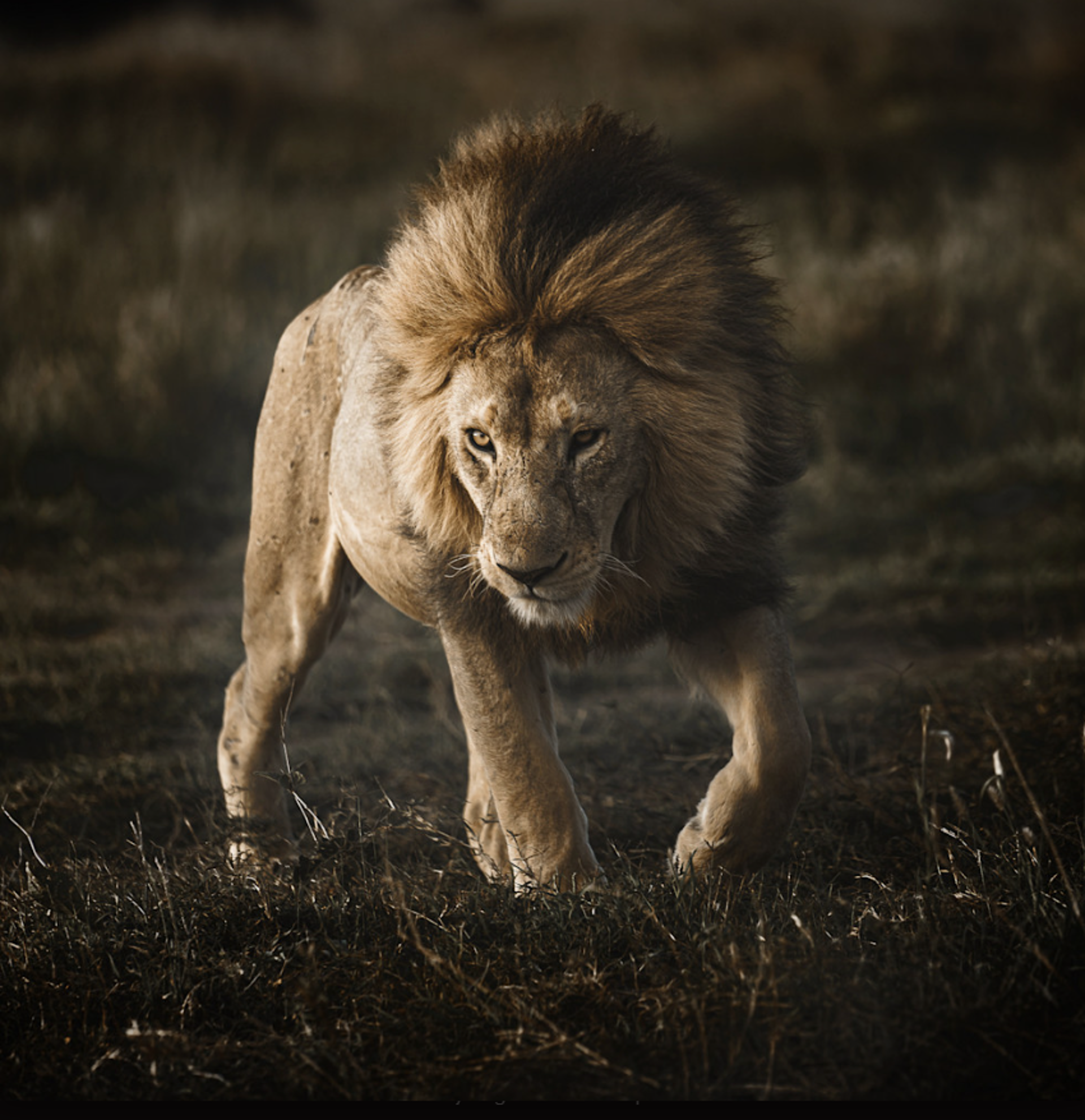 Serengeti Royalty by Kyle Smith