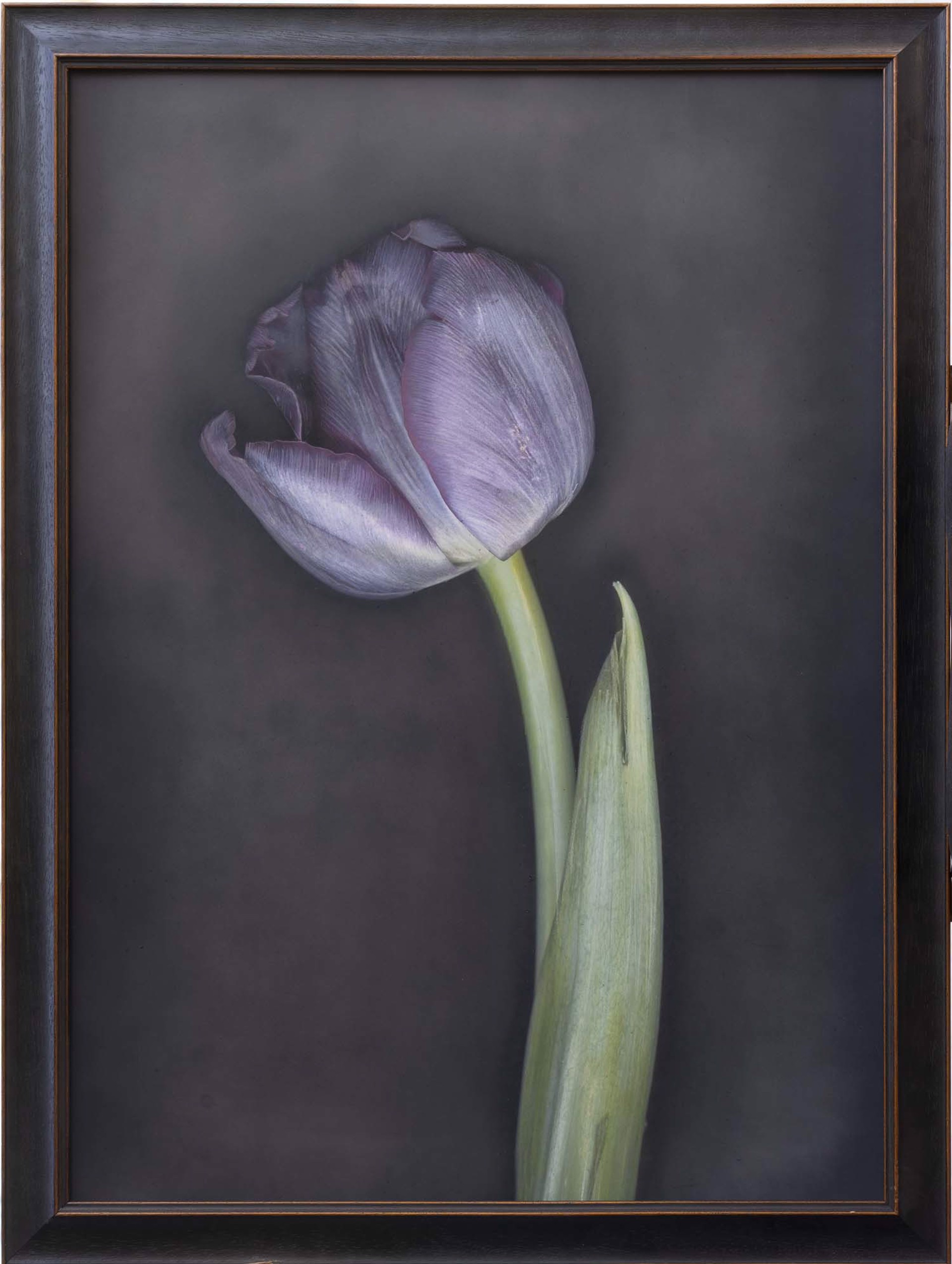Black Tulip VI by Kate Breakey