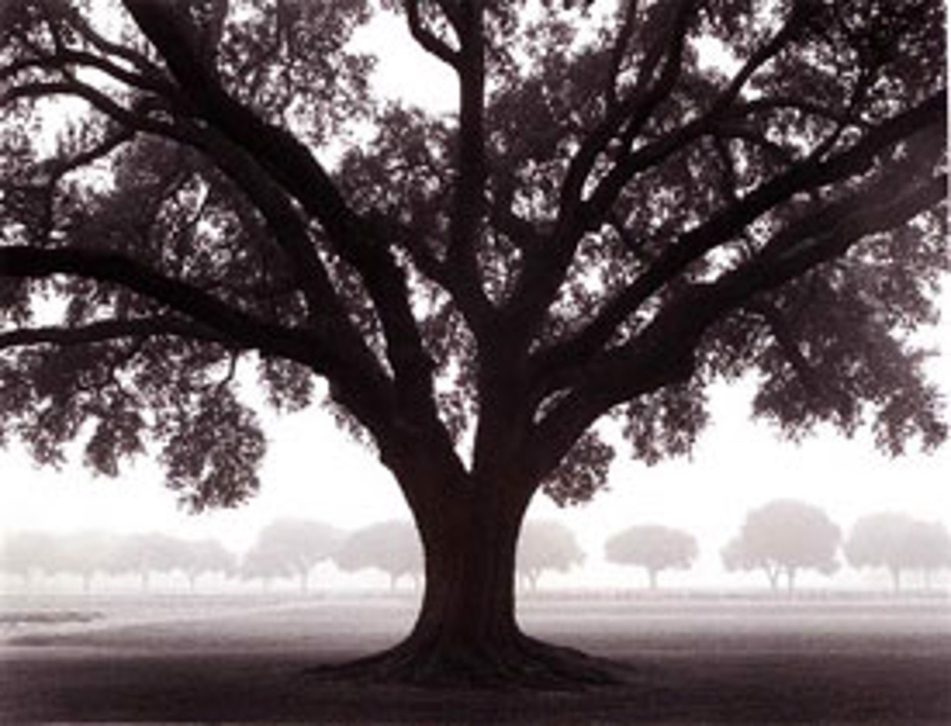 Silhouette Oak by William Guion