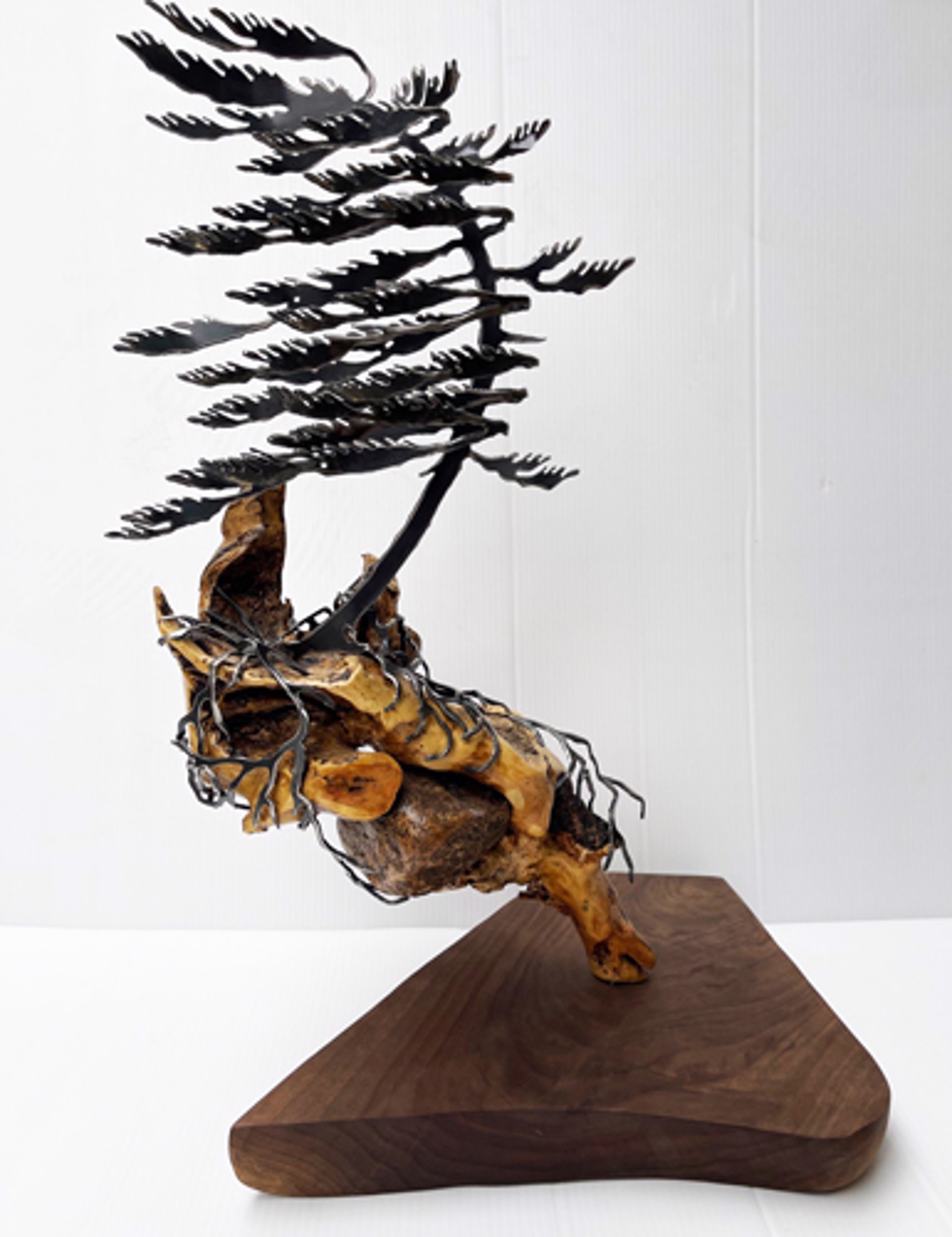 Windswept Pine on Maple Burl 660136 by Cathy Mark