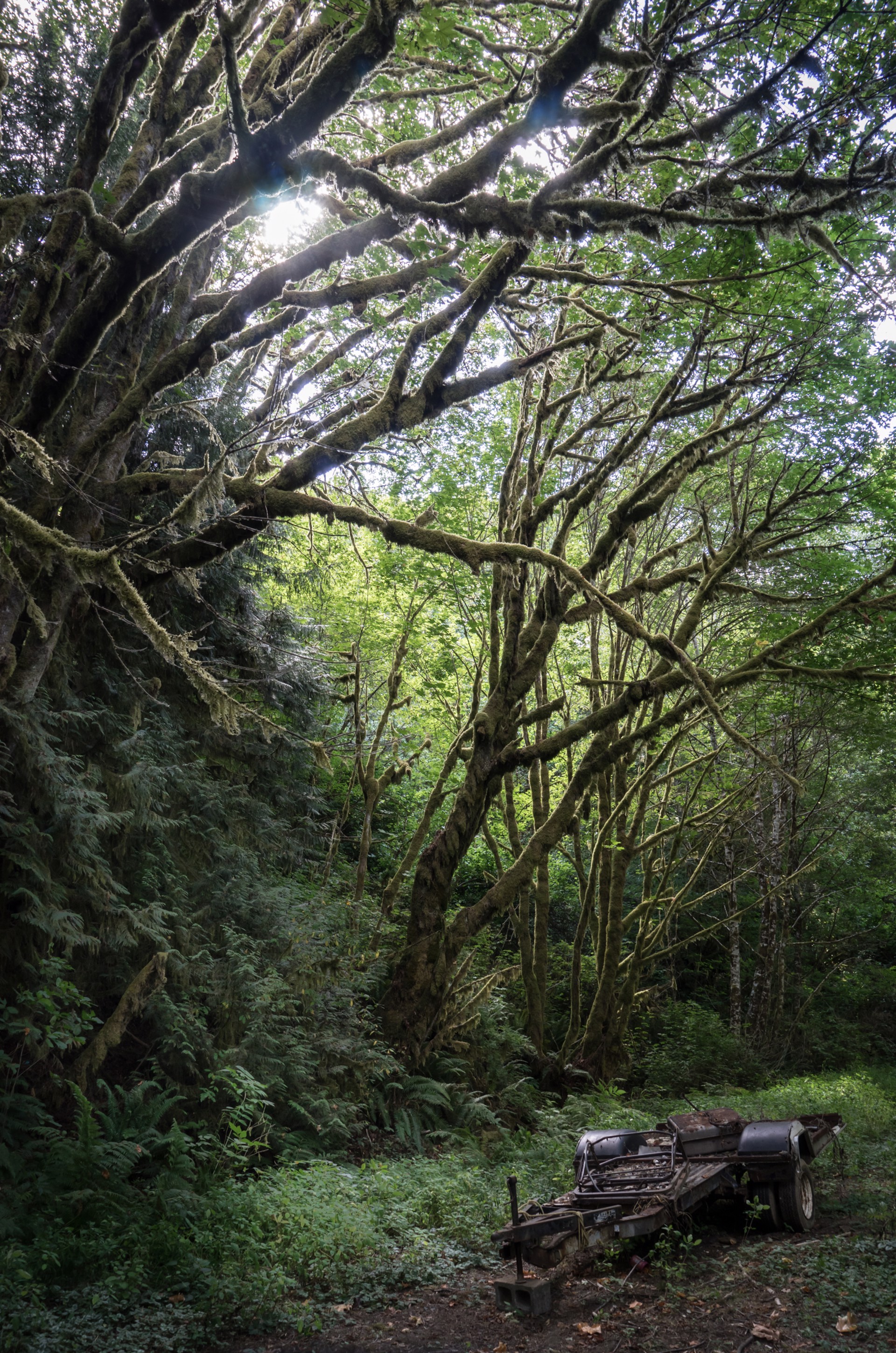 Natural Arbor by Roger Dorband