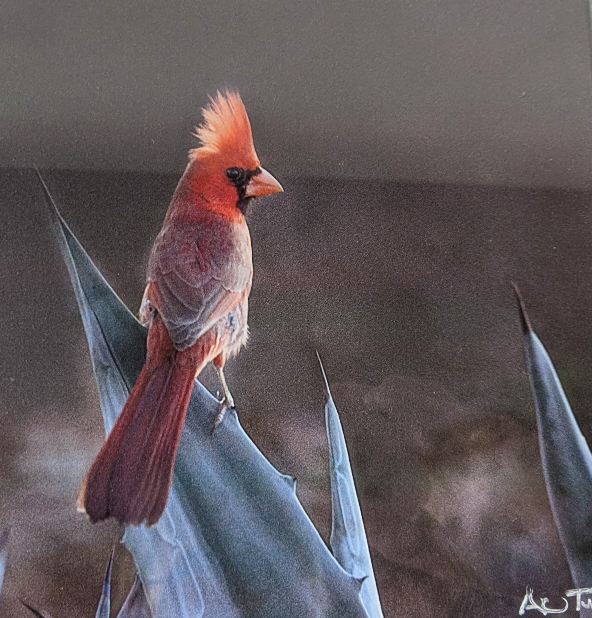 Cardinal Crest Aglow Acrylic by Archie Tucker