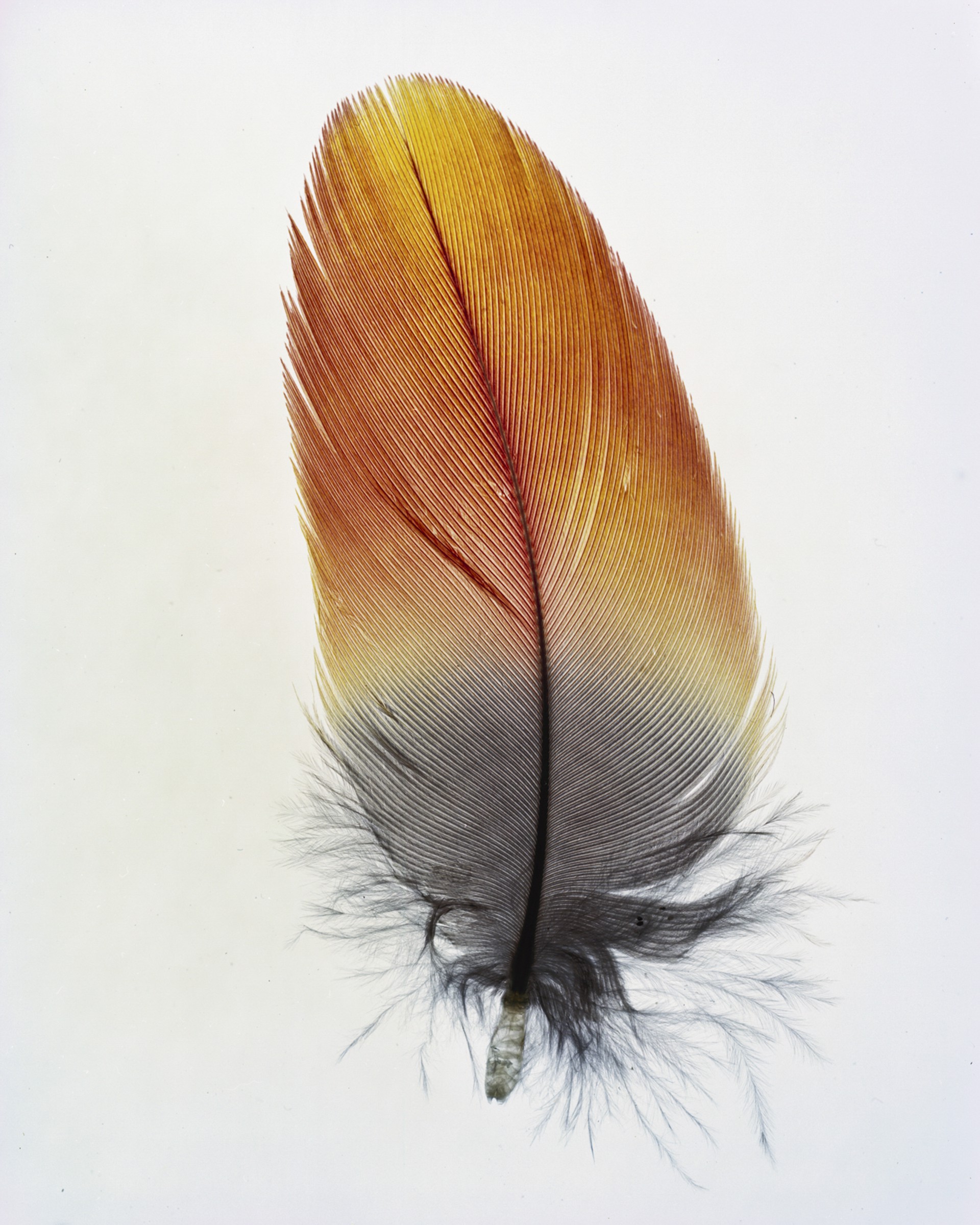 Feather Study #12 by Taylor Curry