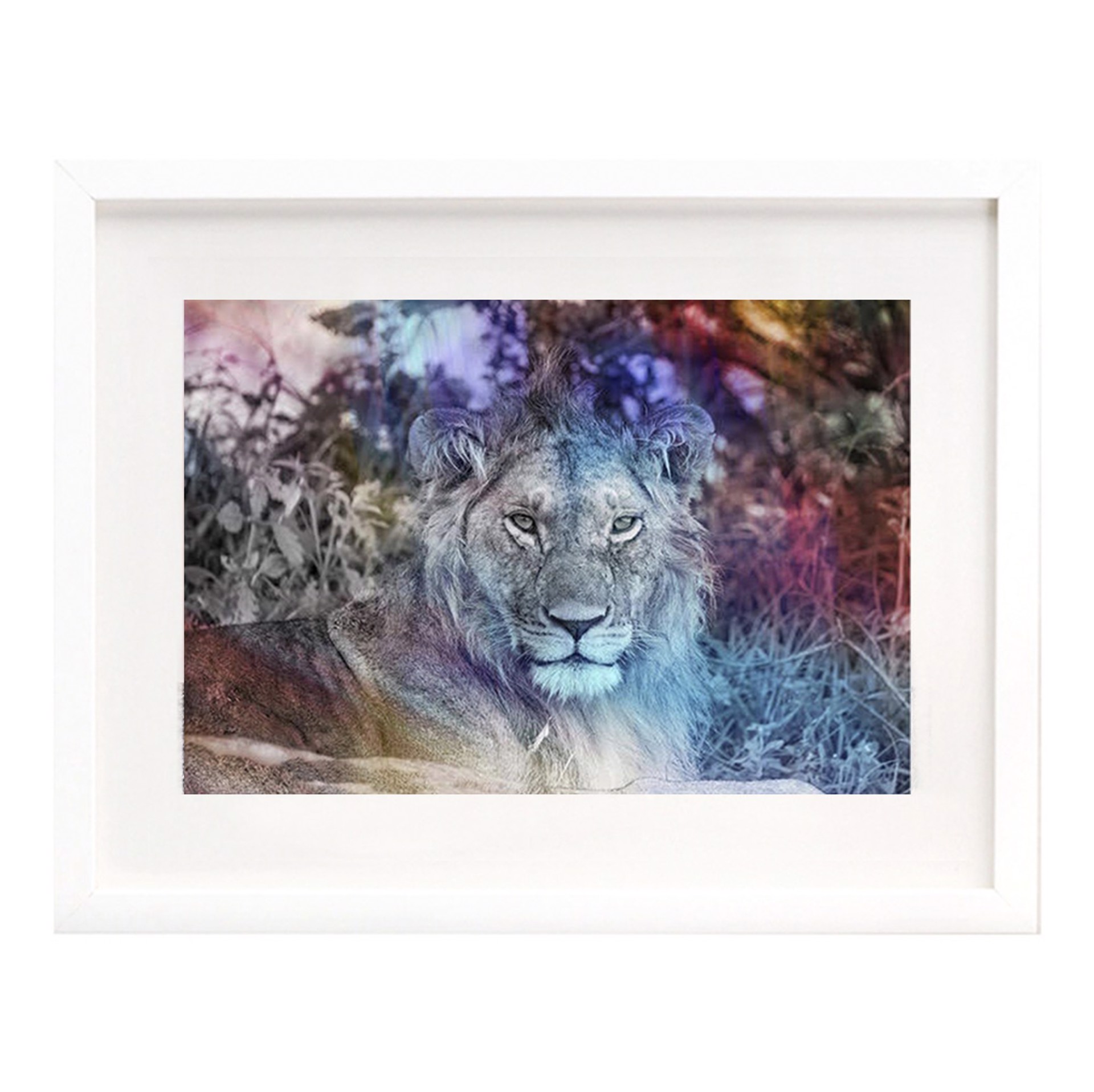 Lion Rainbow #2 by Arno Elias