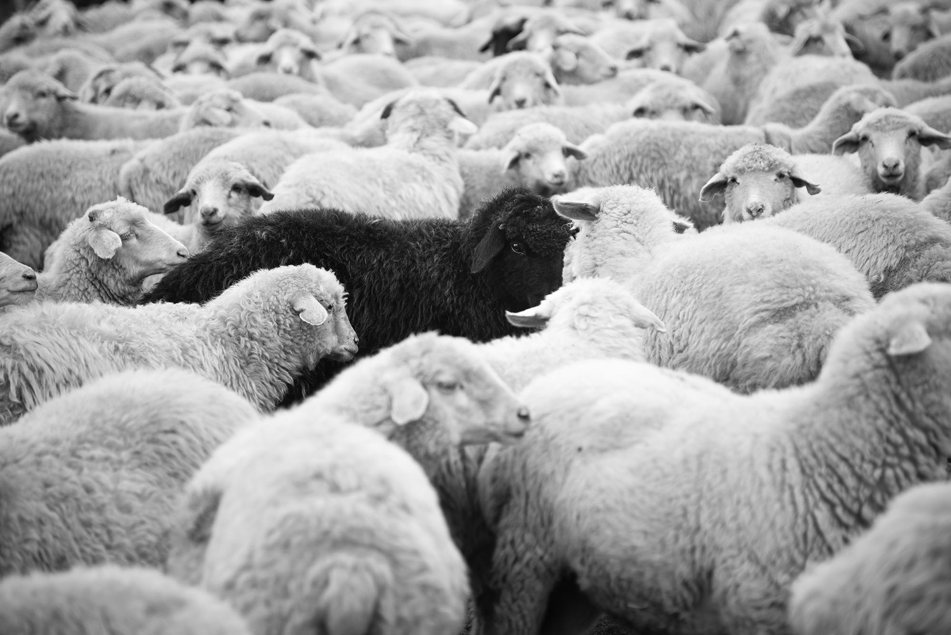Black Sheep and Flock 2 by Philip Holsinger