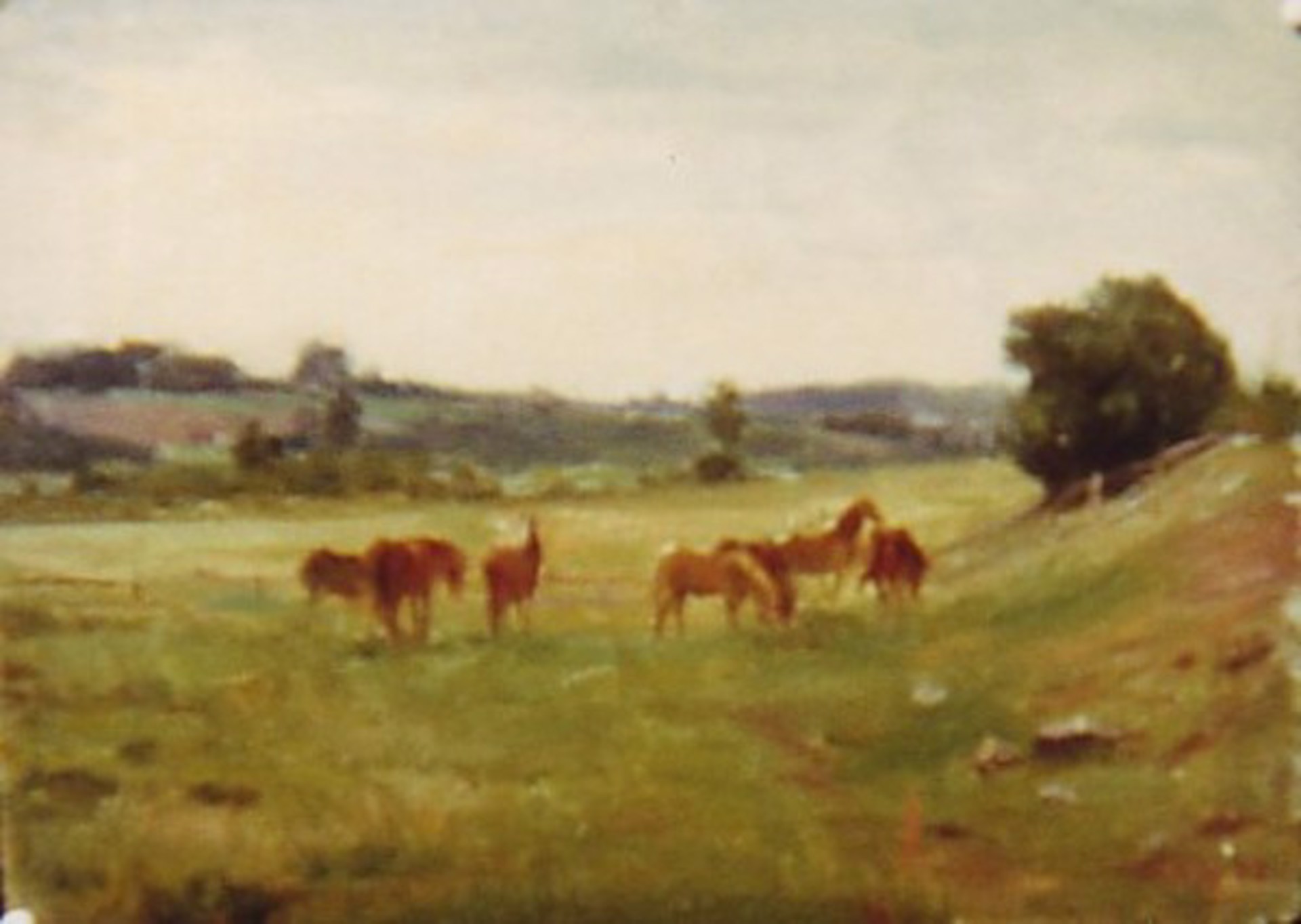Horses in Field by Ilmar Kimm