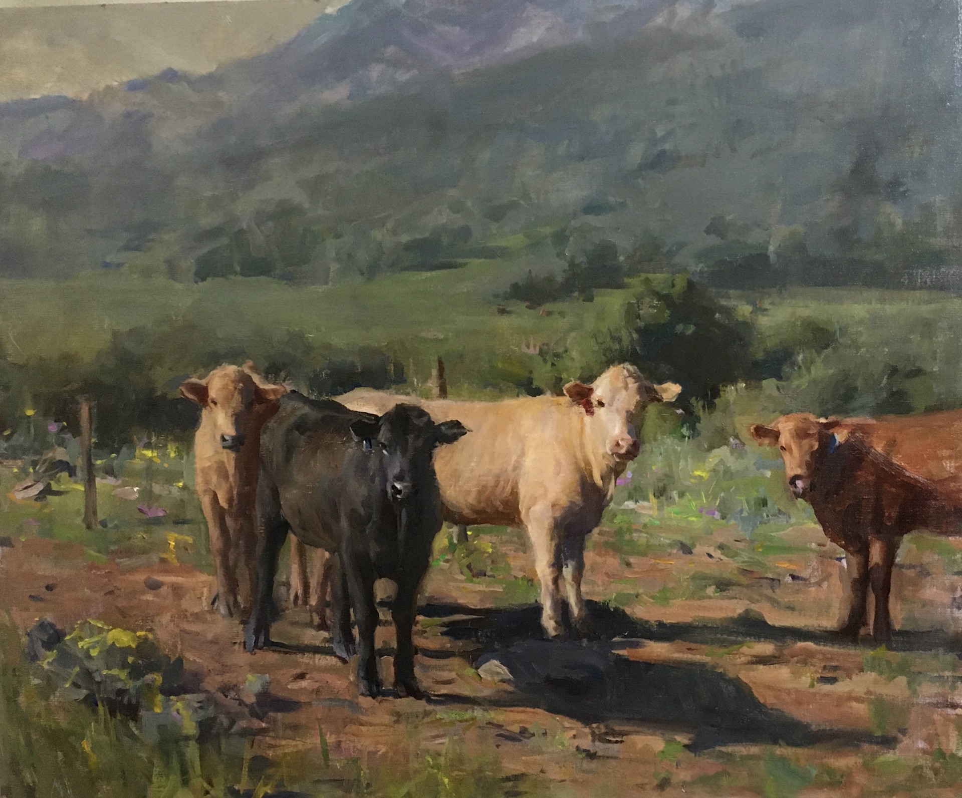 Cows by Kyle Ma