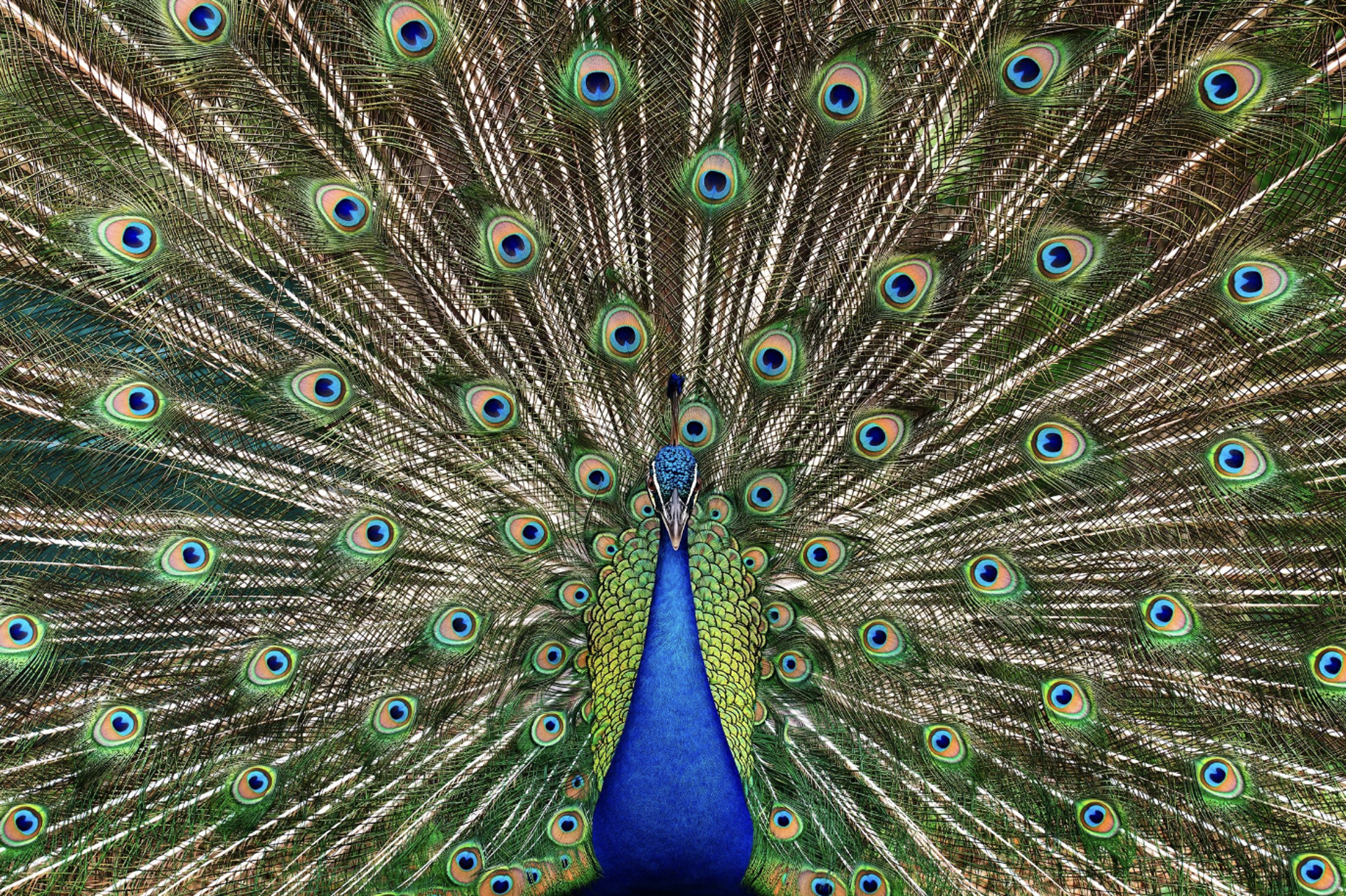 Strutting Peacock by Randal Ford