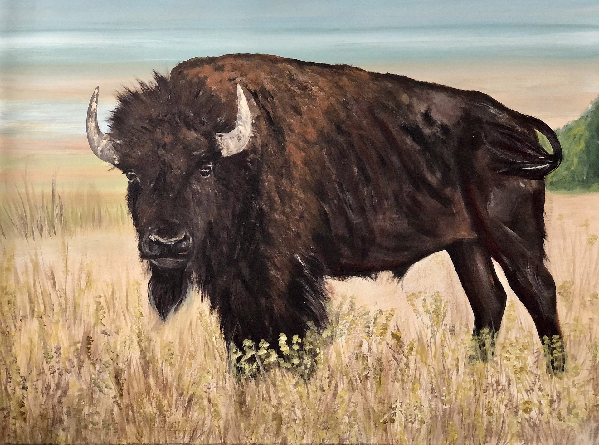 Bison Grazing by Erica Arndts