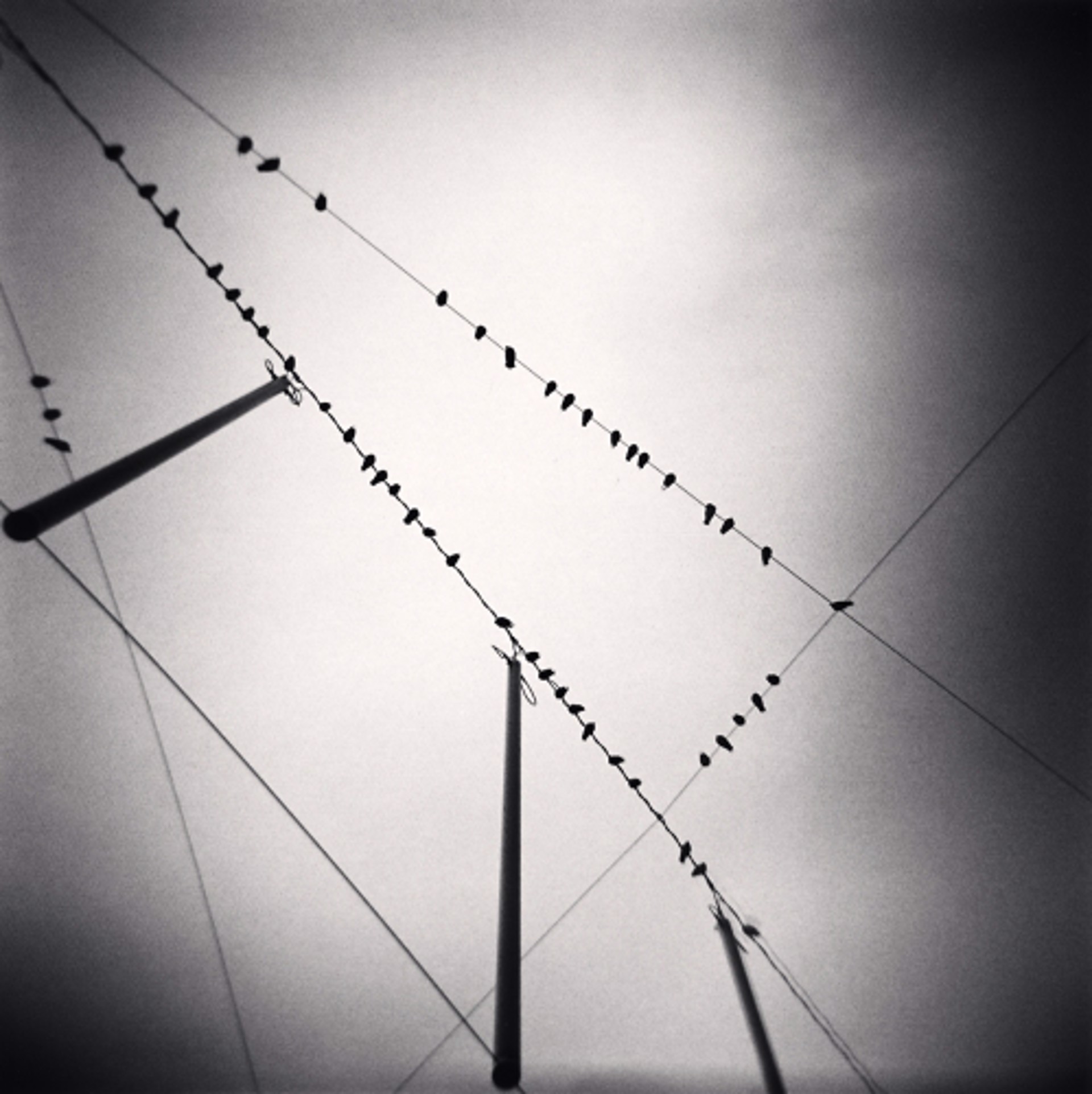 Fifty Two Birds, Zurich (edition of 45) by Michael Kenna