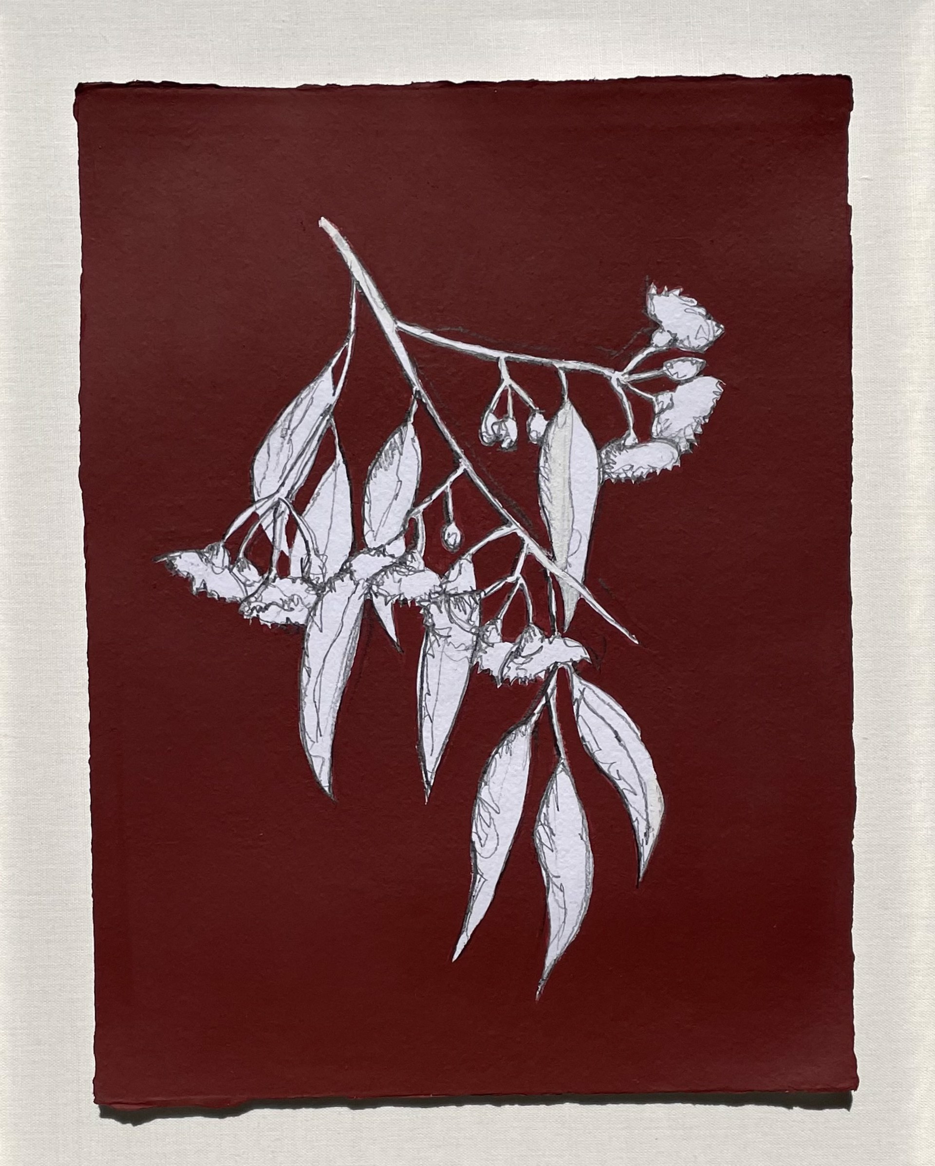 Botanik Fireweed by Jennifer Gibbs