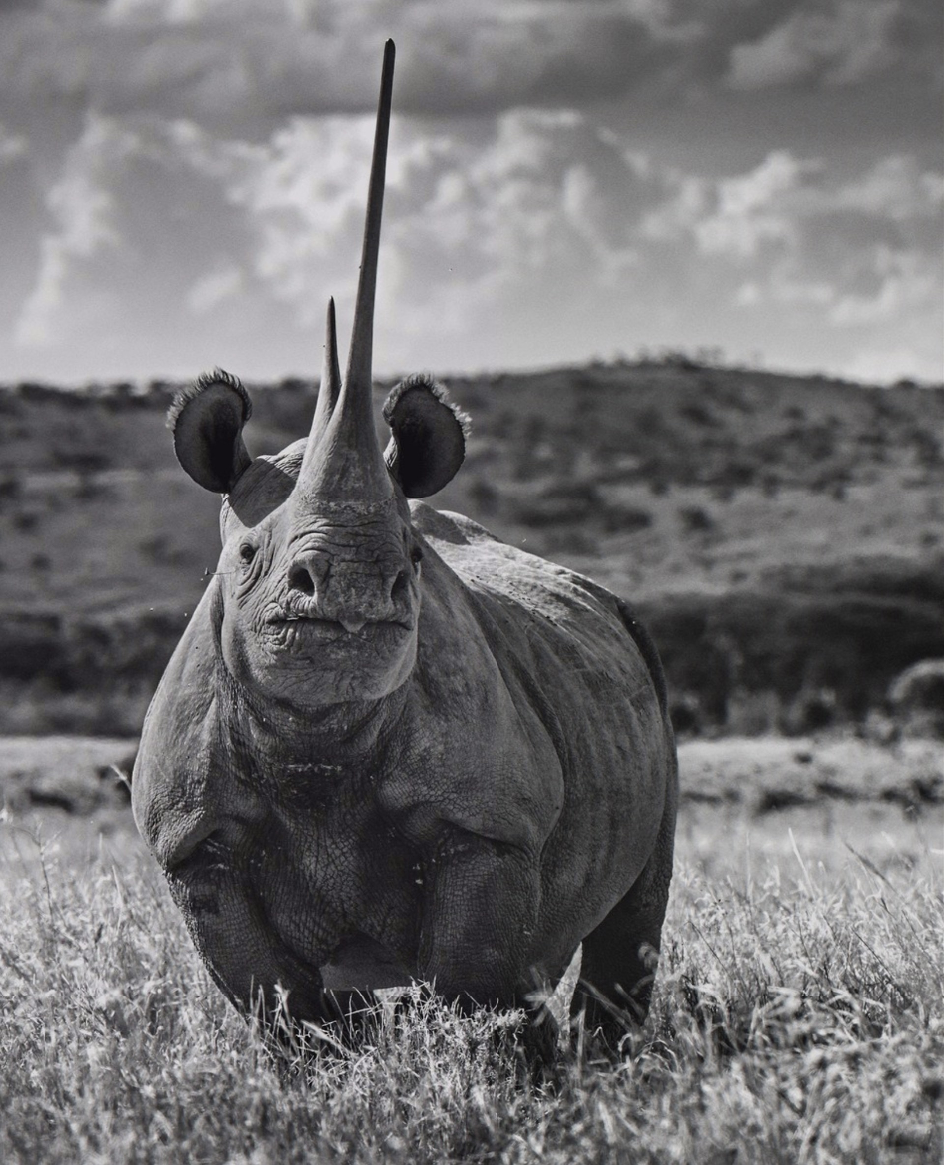 Unforgiven- Rhino by David Yarrow