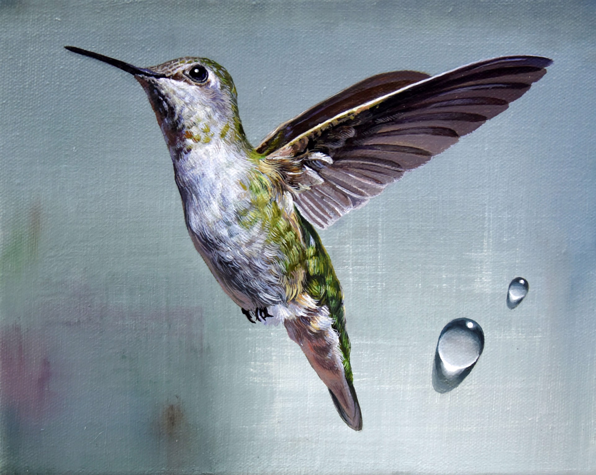 Hummingbird and Water Drops by Paul Art Lee