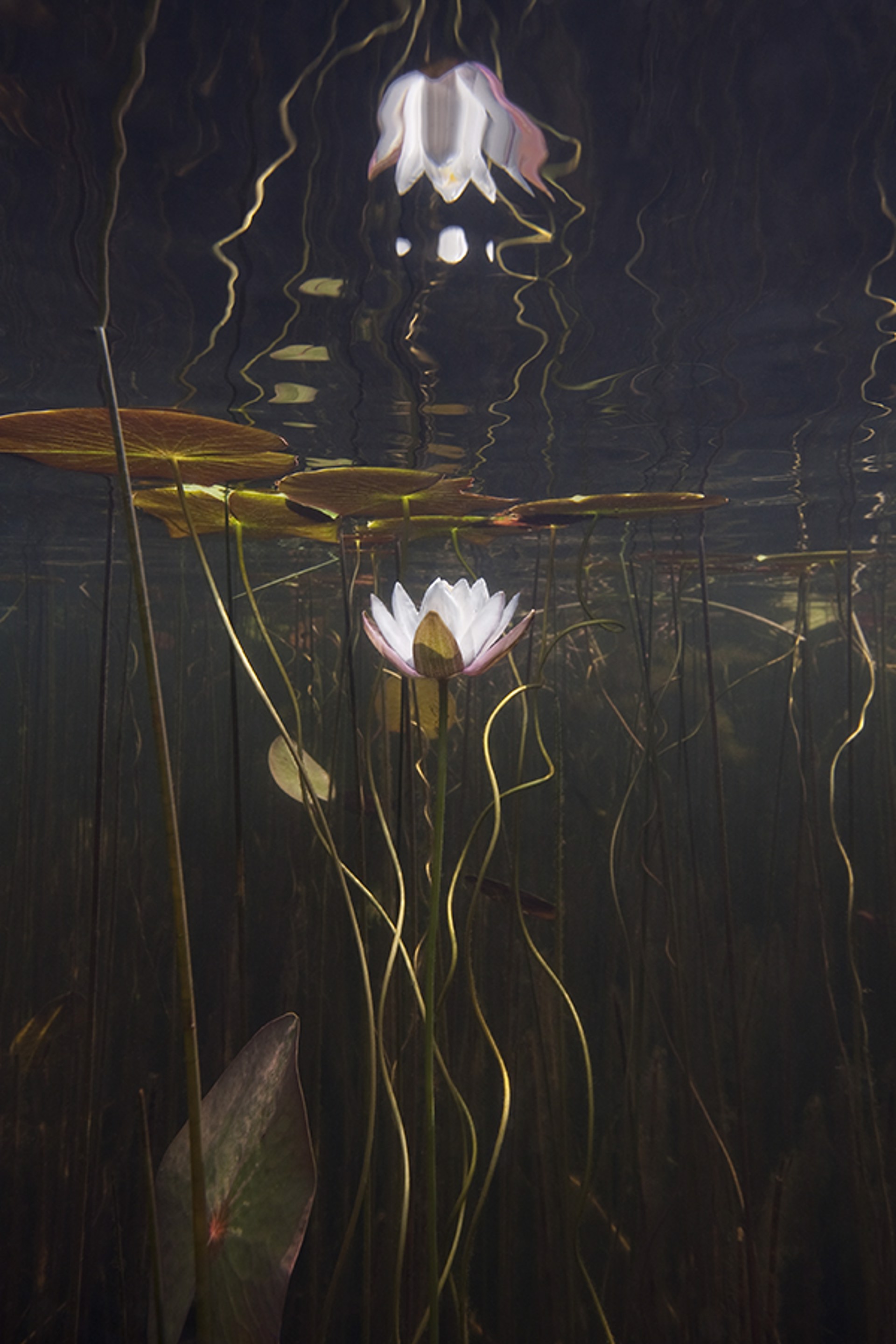 WATER LILY STUDY NO. 20 by WILLIAM SCULLY