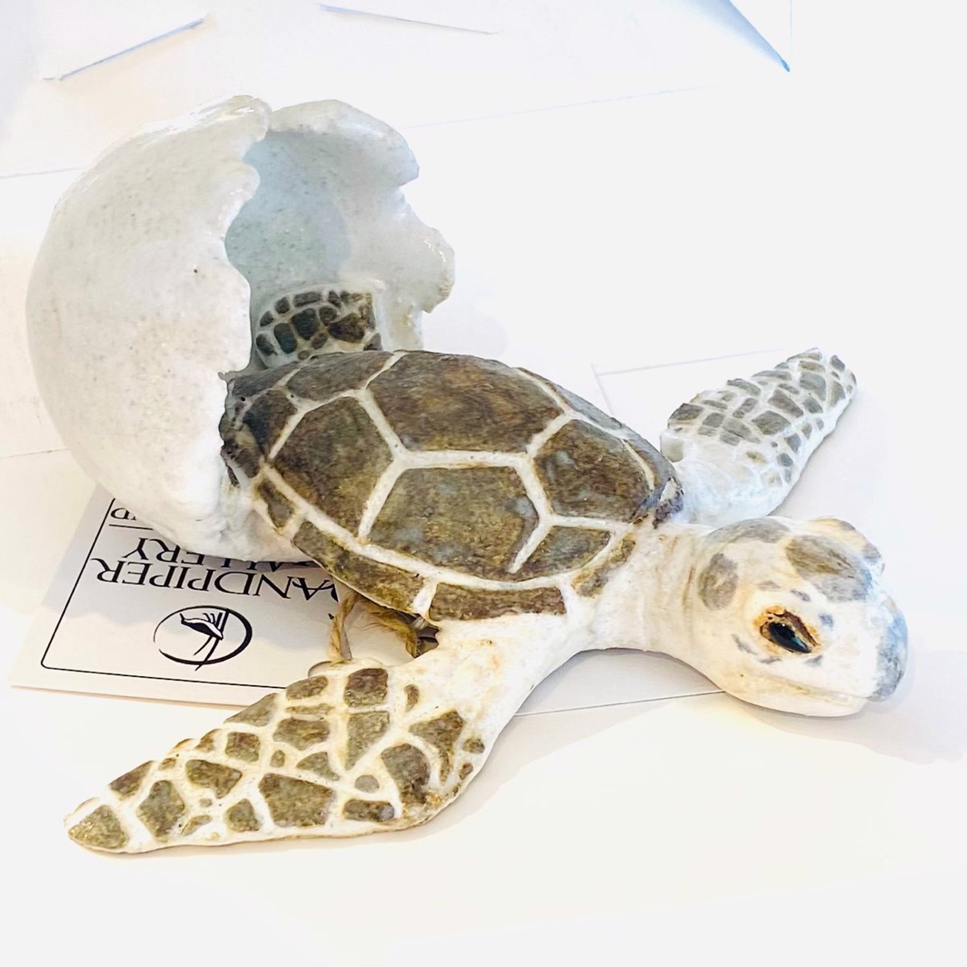 SG22-114  Green Turtle Hatchling and Shell by Shayne Greco