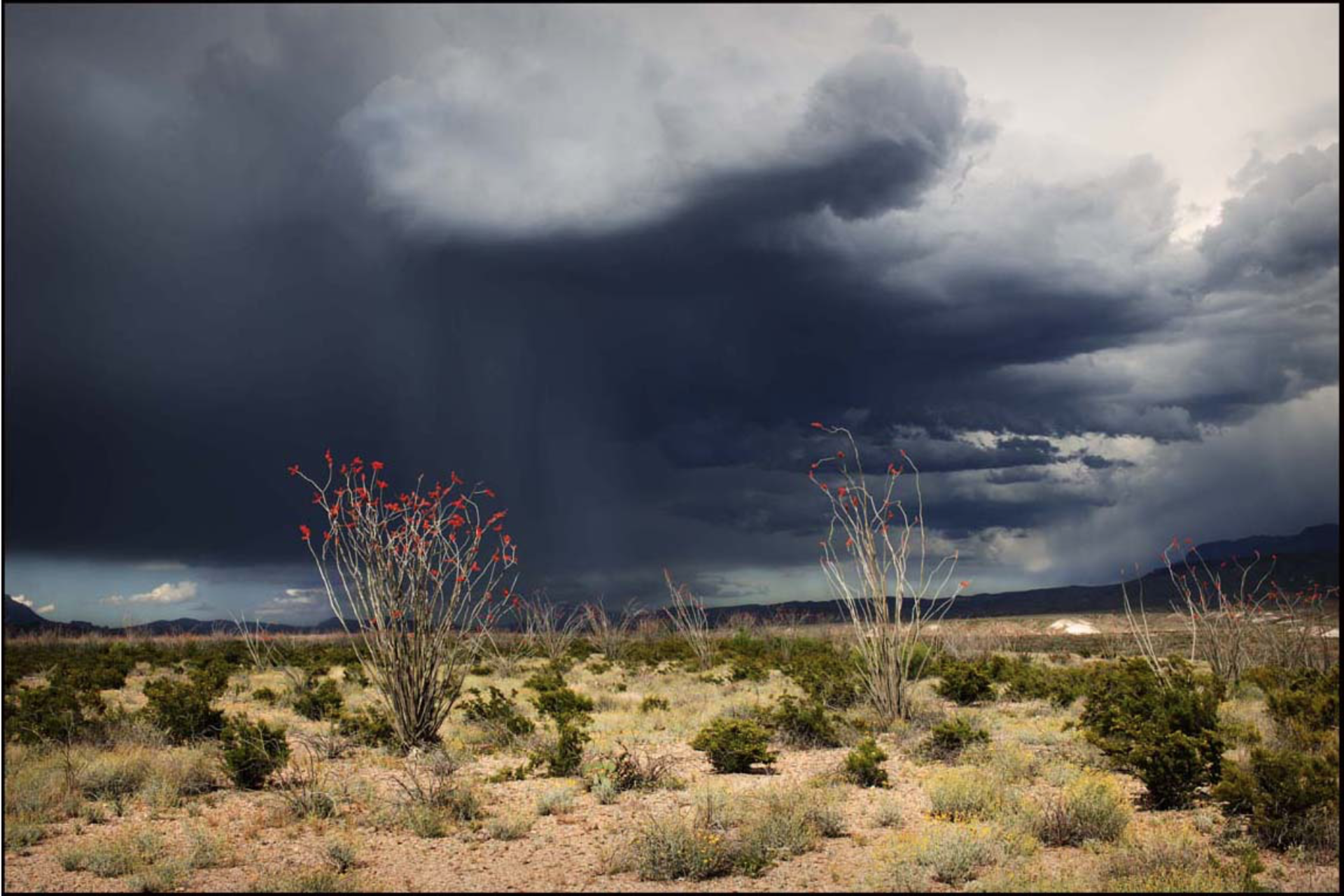 Rain with Silver Ocotillos in Bloom by James H. Evans