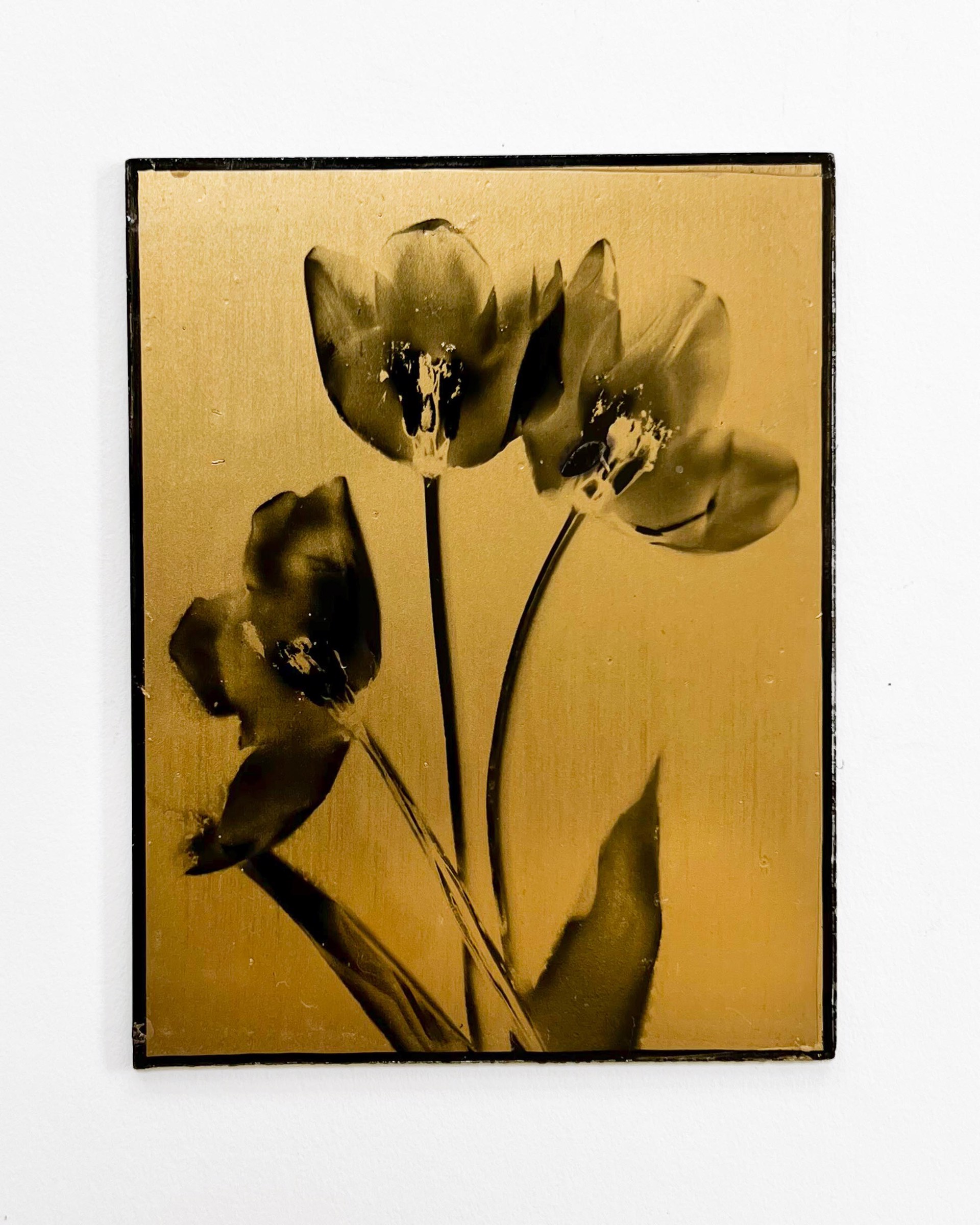 Tulips, I by Carol Byron