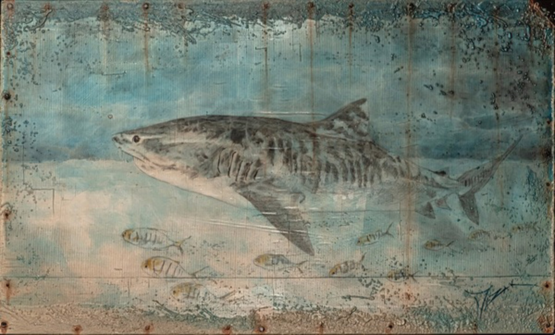 Tiger Shark by Trevor Mezak