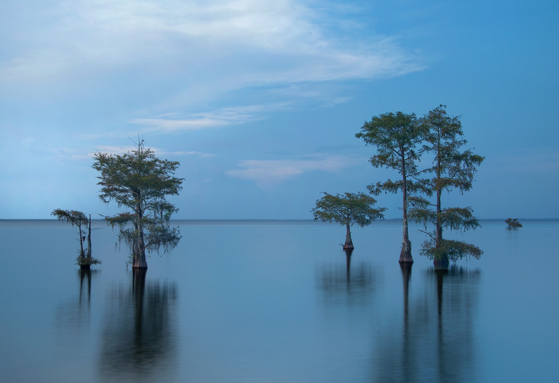 Bald Cypress In Lake Moultrie At Dusk by Barry Vangrov
