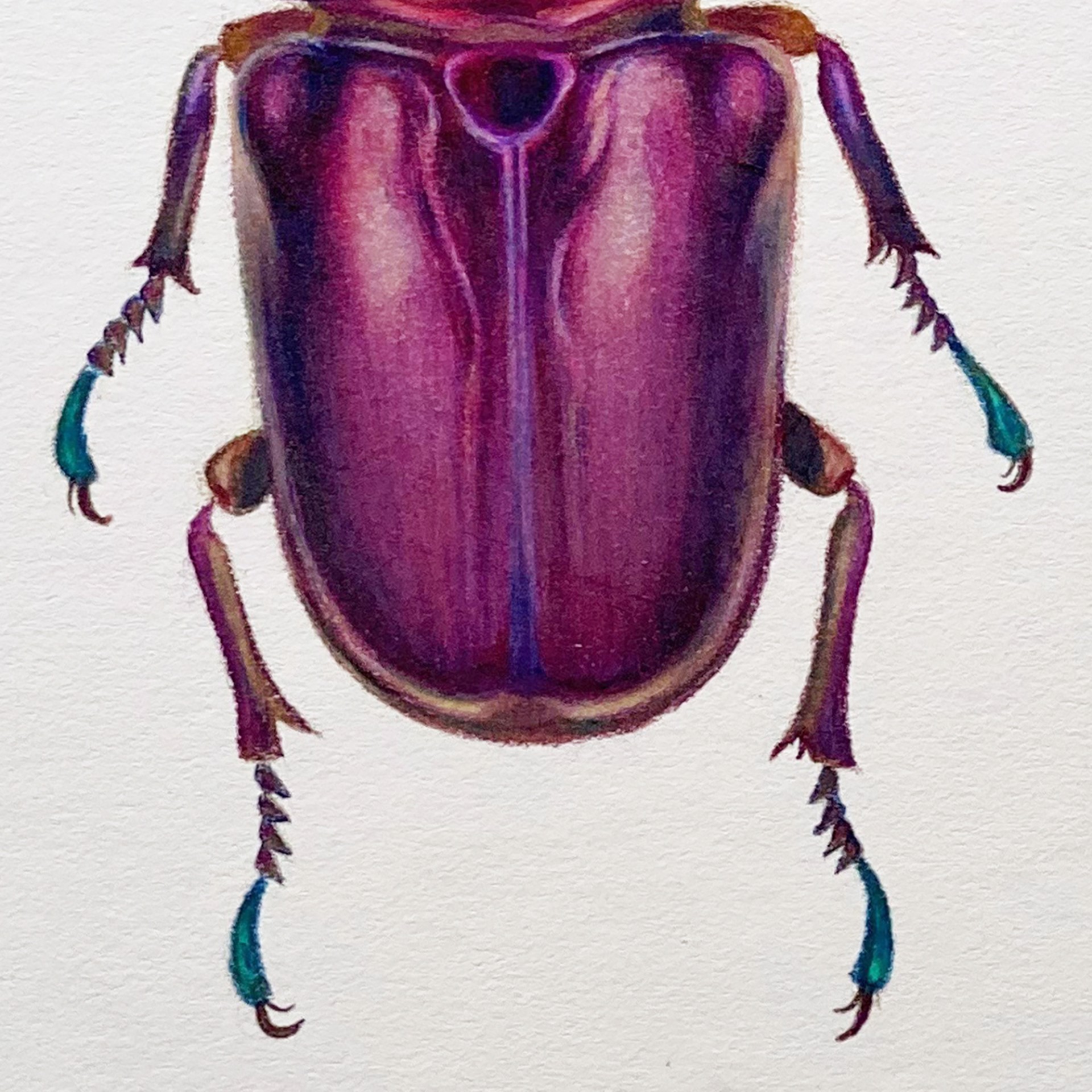 Coleoptera Chroma #2 by Hannah Hanlon