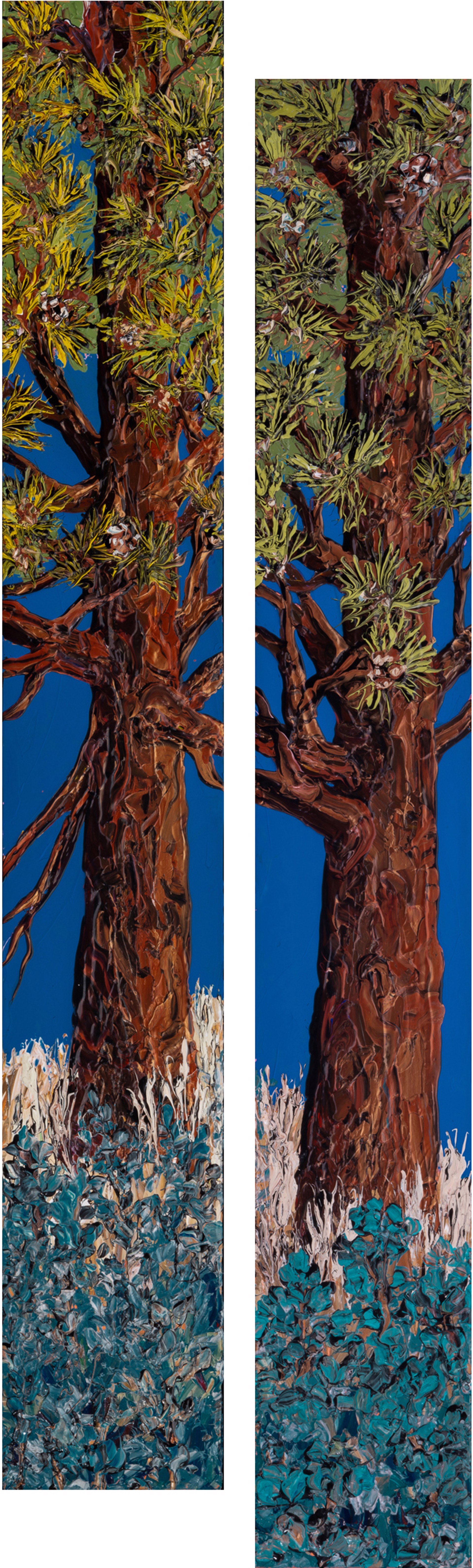 Piñon Pine #1 & #2 by Sue Averell