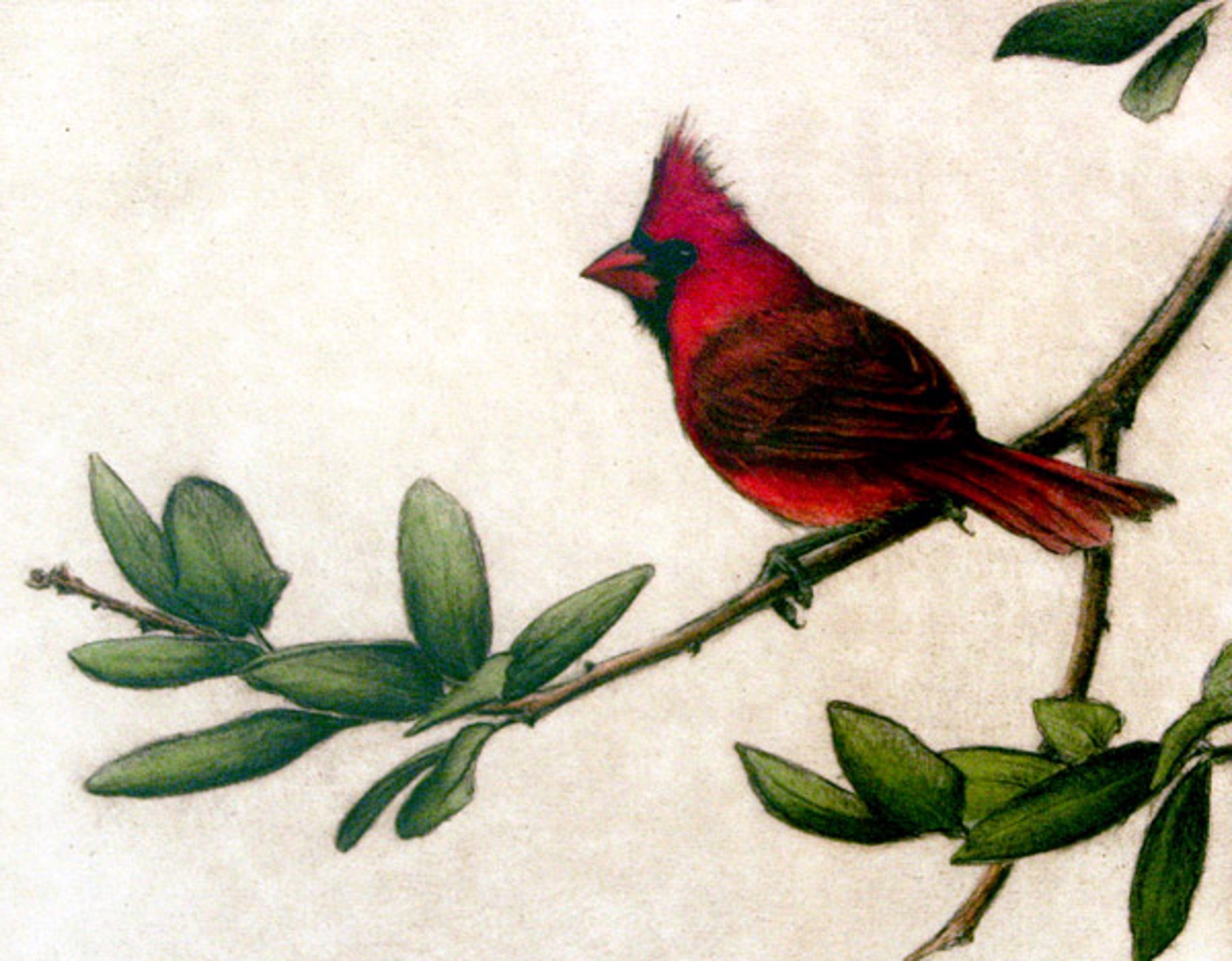 Redbird - framed, #4/100 by Melanie Fain