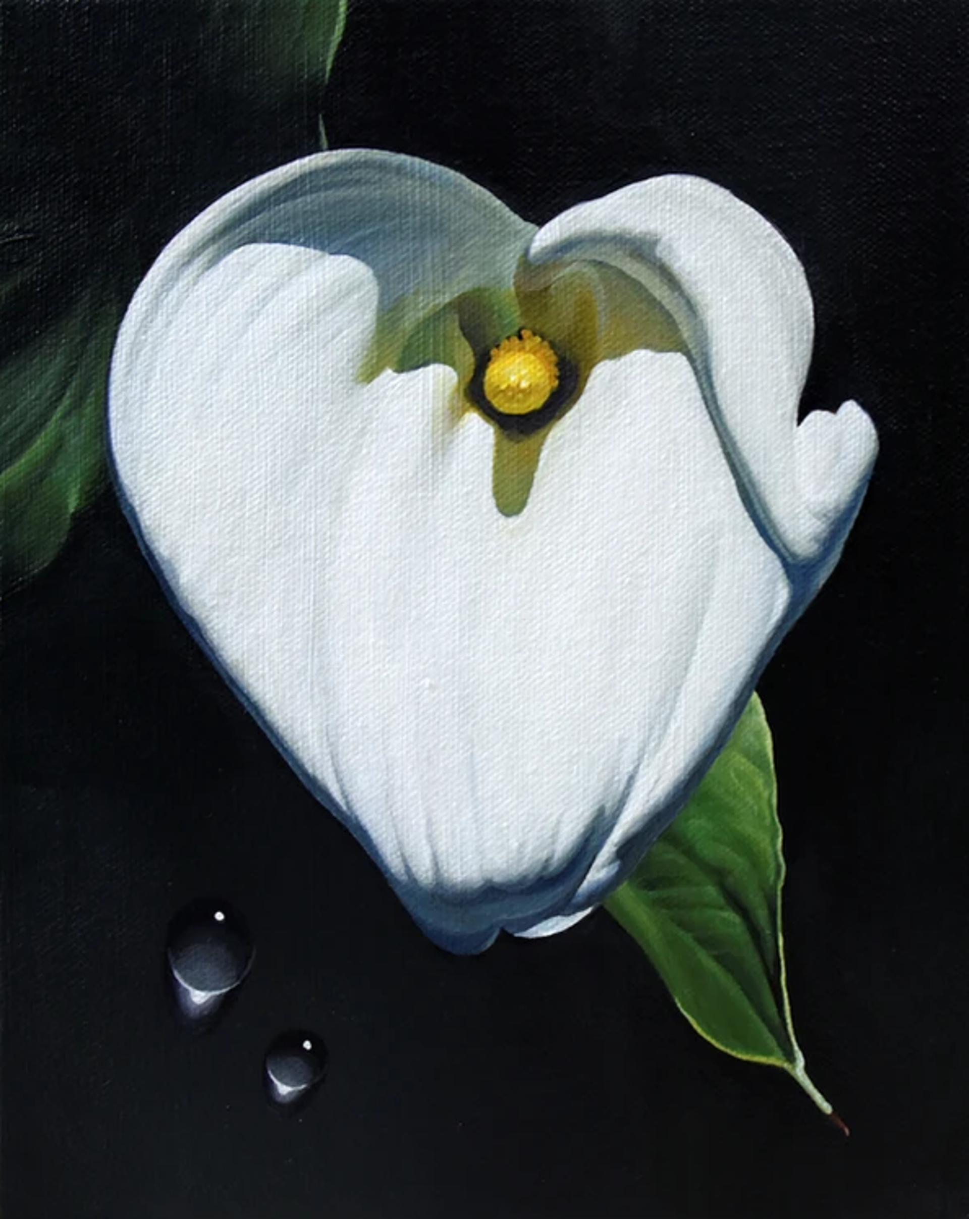 Light of Life - CALLA LILY & WATER DROPS by Paul Art Lee