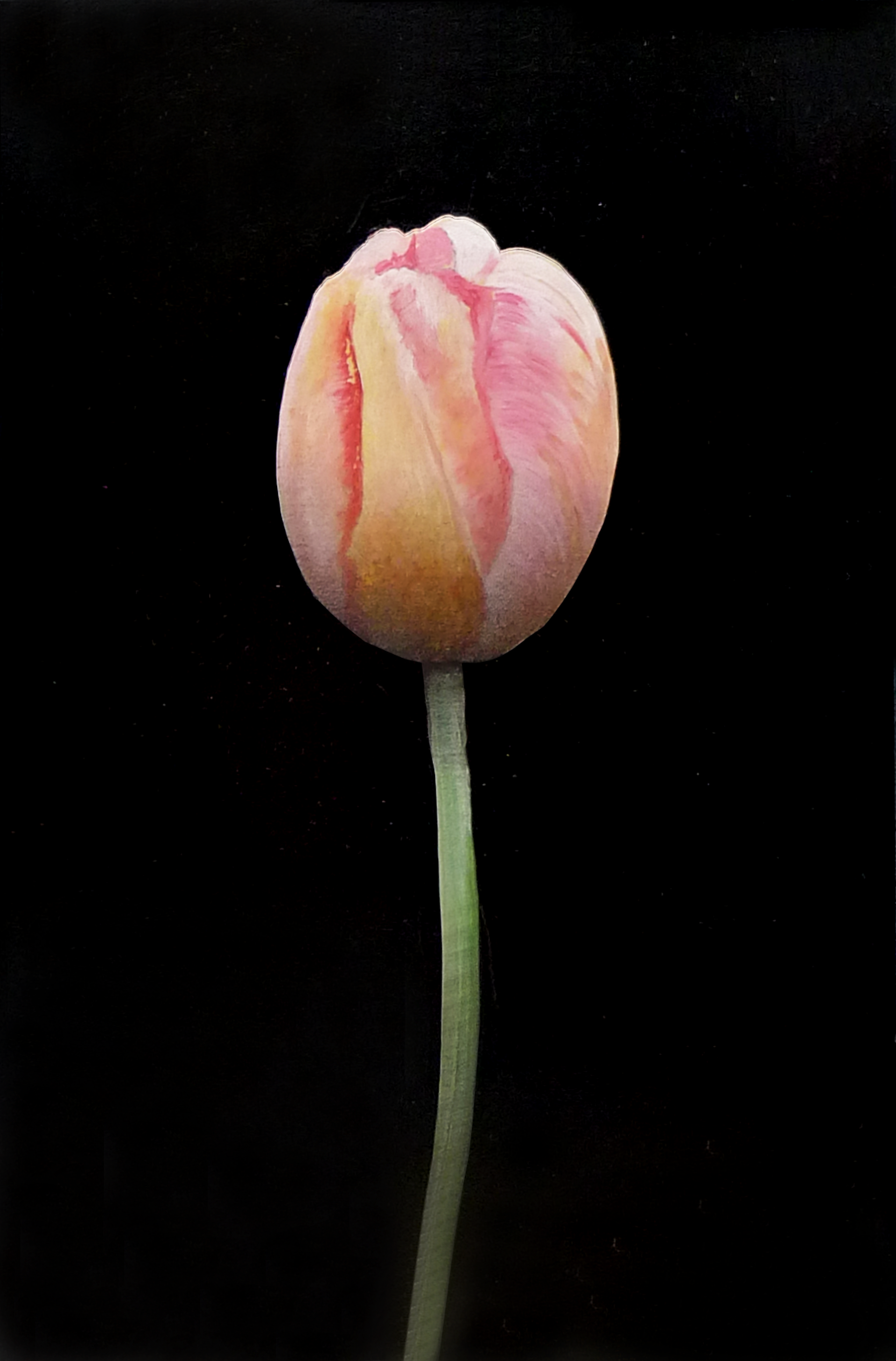 Pink and Yellow Tulip by Michael Gregory