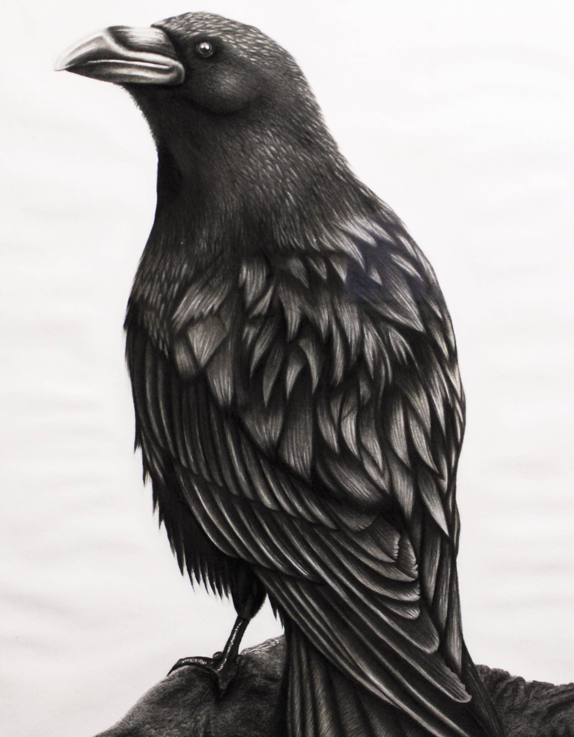 Crow by Ricardo Nassif